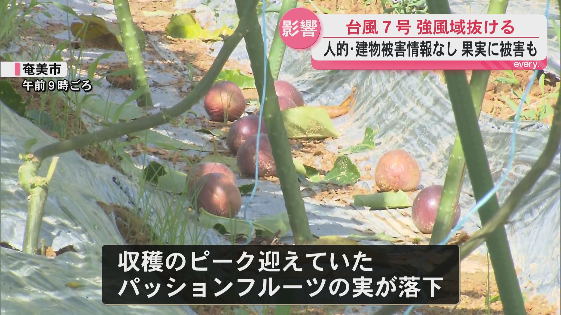 台風7号これまでに人的被害の報告なし　一方で収穫最盛期のパッションフルーツは被害が