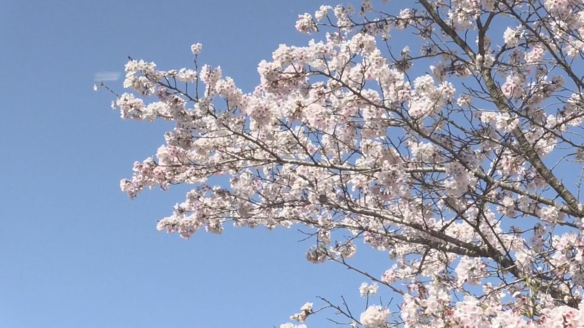 桜の開花発表　去年より５日遅く １週間から10日で満開に 各地の桜の名所は満開も