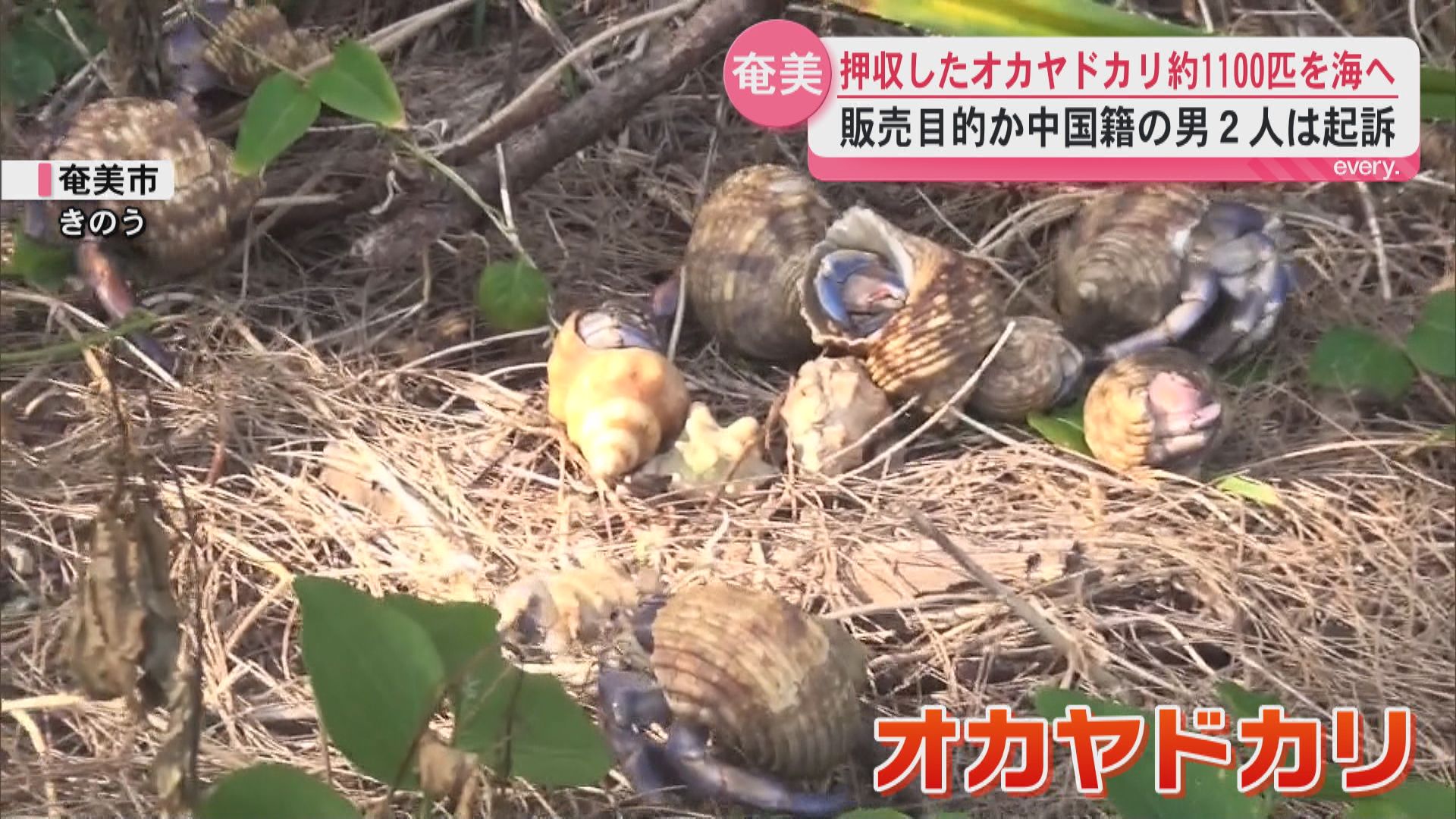 1000匹以上のオカヤドカリが海岸へ　中国籍の男2人が無許可で捕獲し逮捕・起訴　奄美大島
