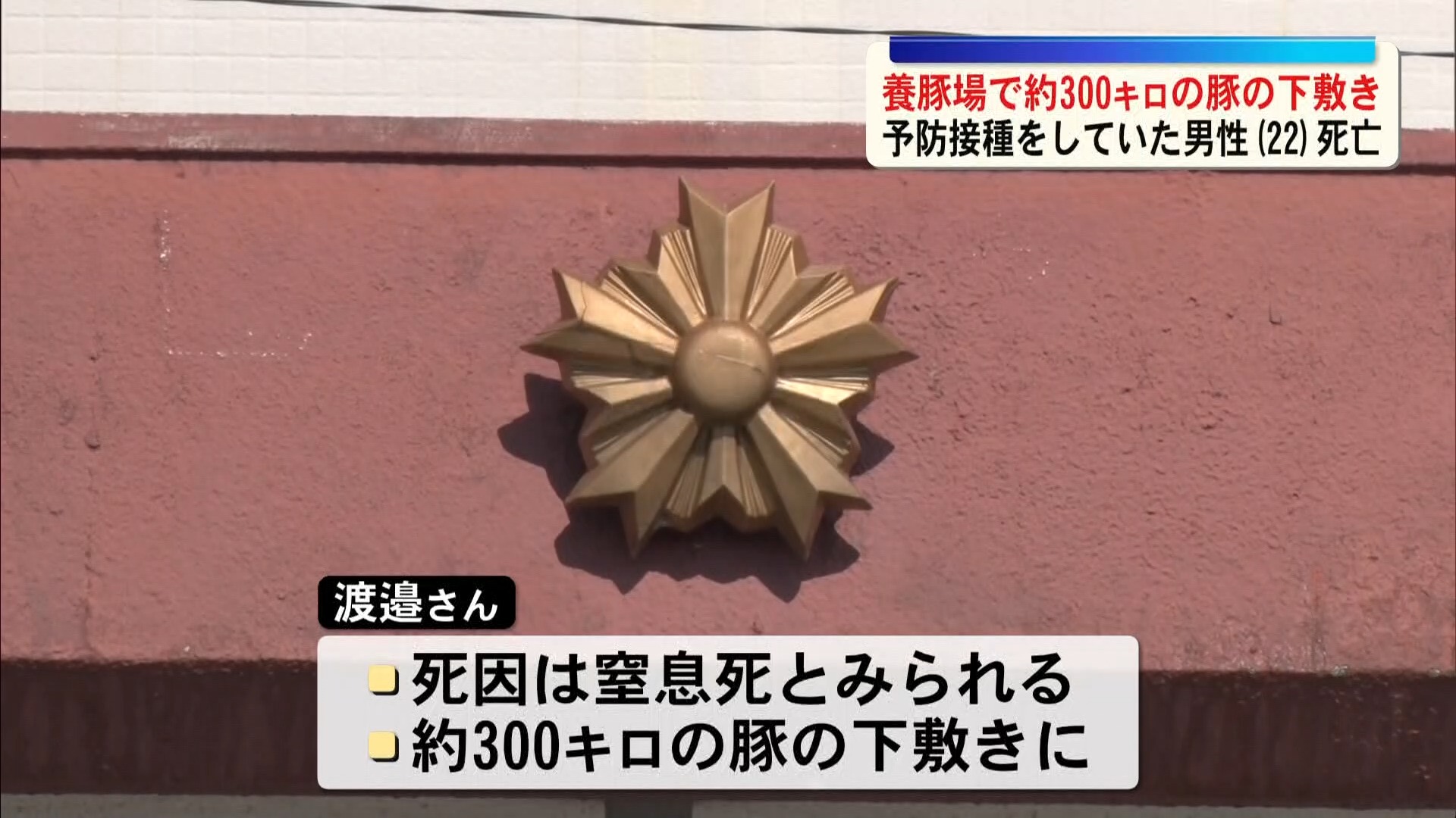 「豚のいる柵内で意識がない」22歳男性死亡　発見時は300キロの豚の下敷きに
