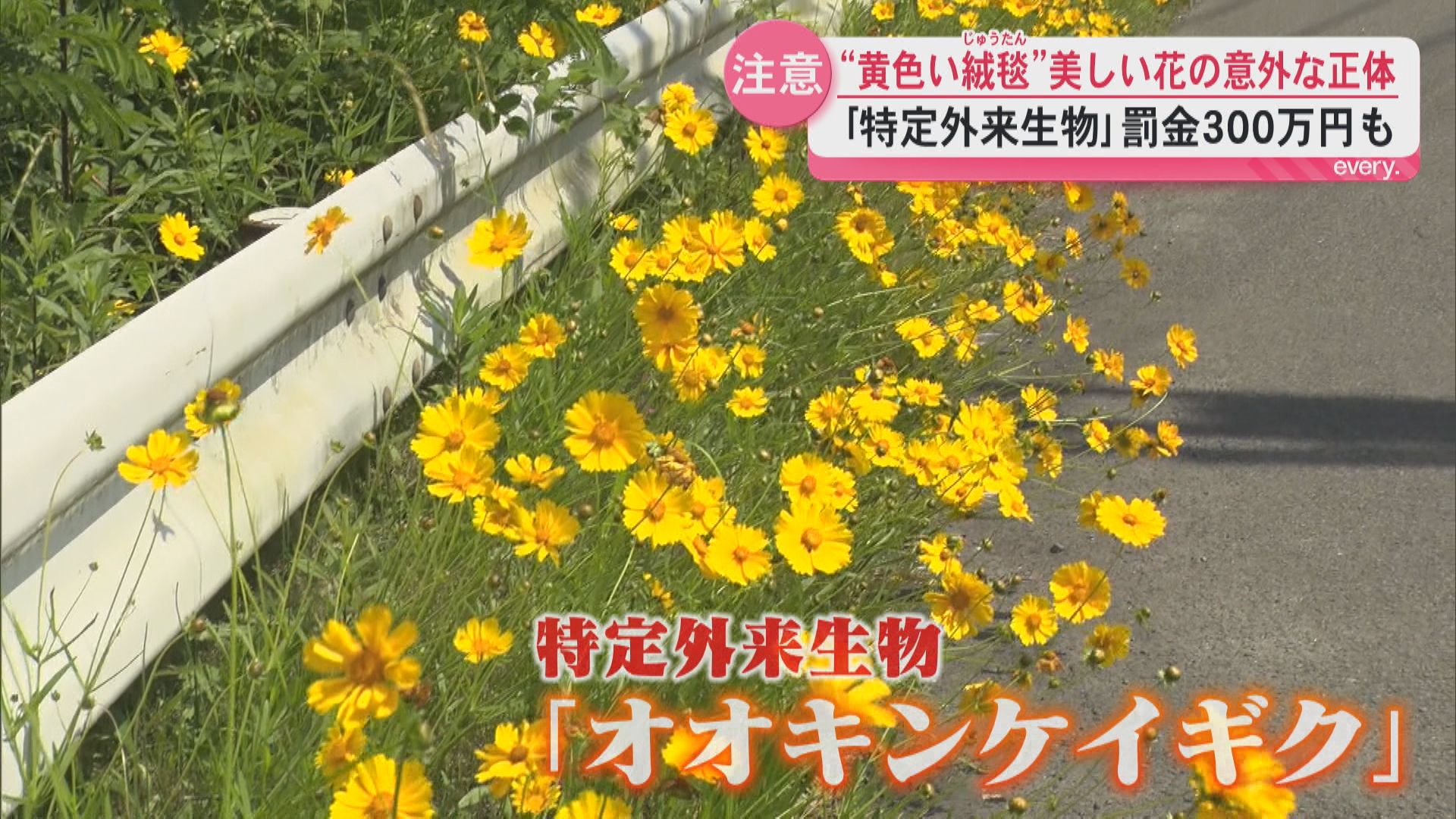 “黄色い絨毯”コスモスのように美しい花の意外な正体は⁉「特定外来生物」で最大300万円の罰金も…