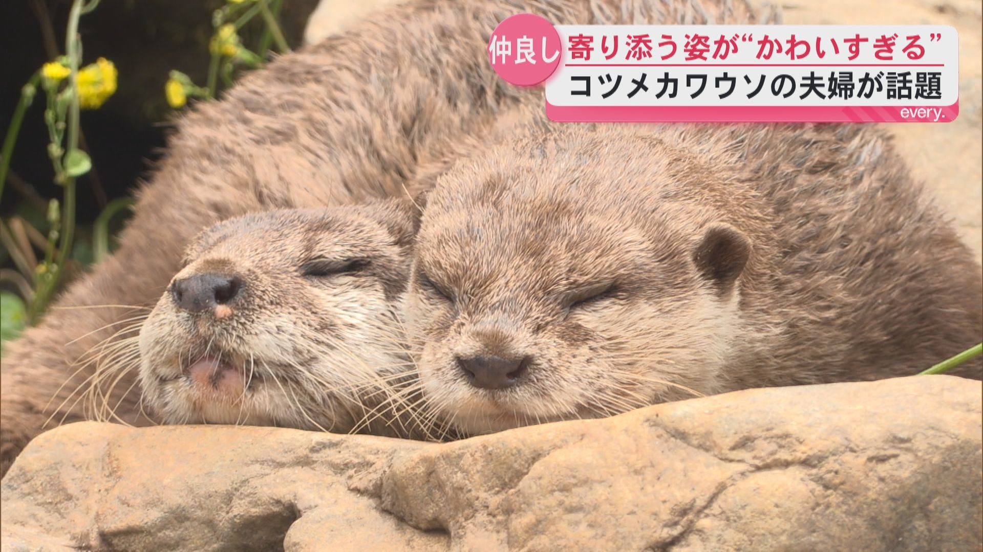 『かわいすぎる』 コツメカワウソ夫婦が話題　鹿児島市平川動物公園