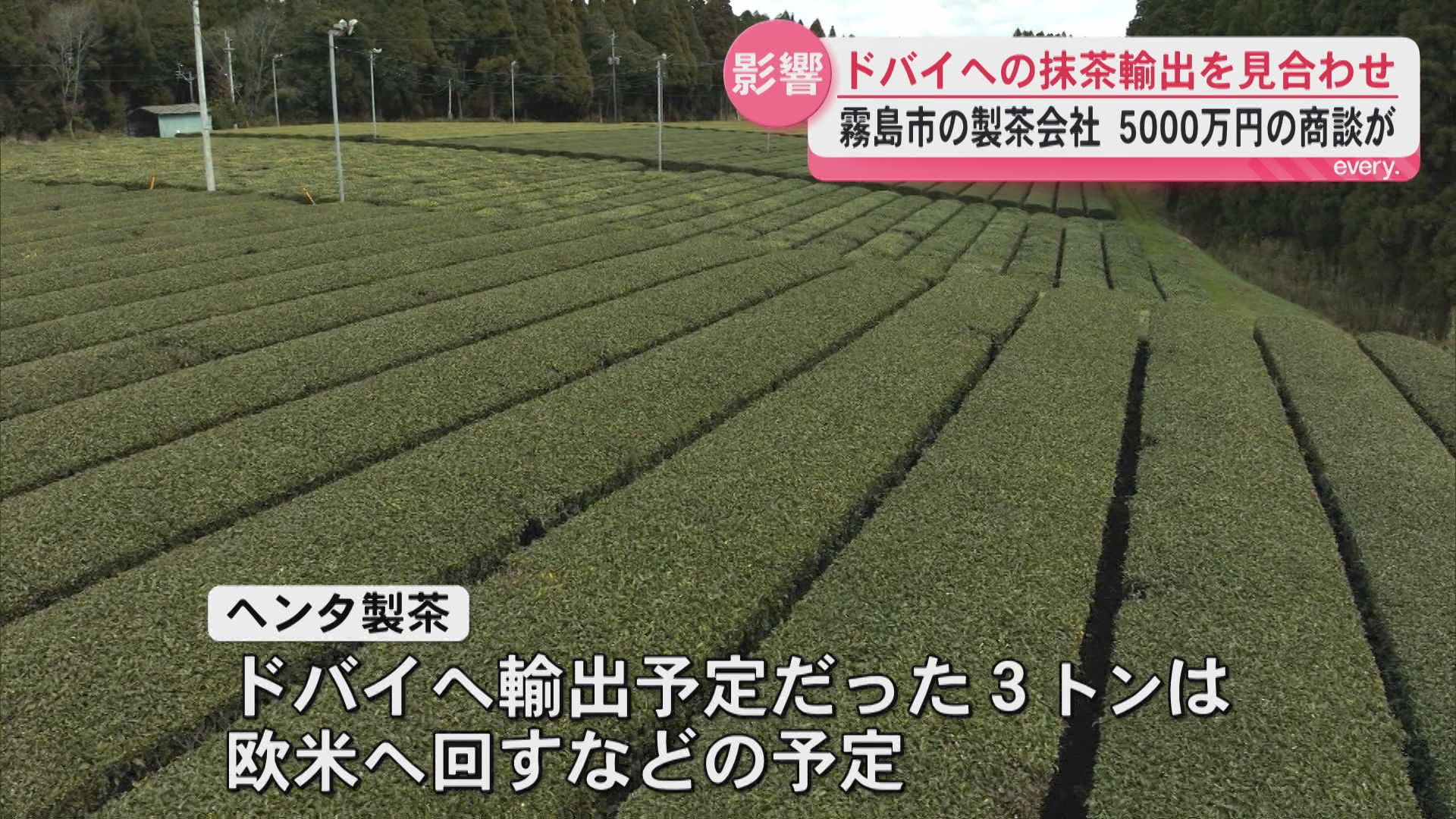 「いいチャンスだったが…」ヘンタ製茶ドバイの輸出3トンが見合わせに　重油・軽油の高騰も影響