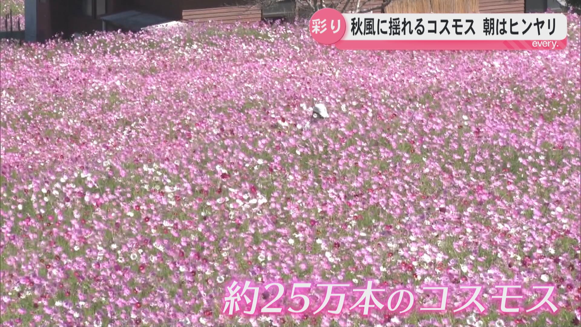 朝は今季一番の冷え込みも…上場高原では25万本のコスモス「ここまで来てよかった」