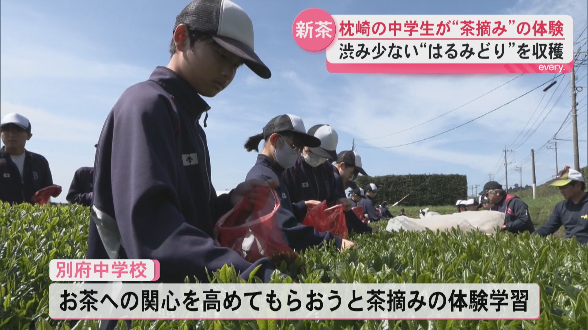 「新感覚で楽しい」県内有数の産地　枕崎市で中学生が茶摘みの体験　約40キロの新芽を摘み取る
