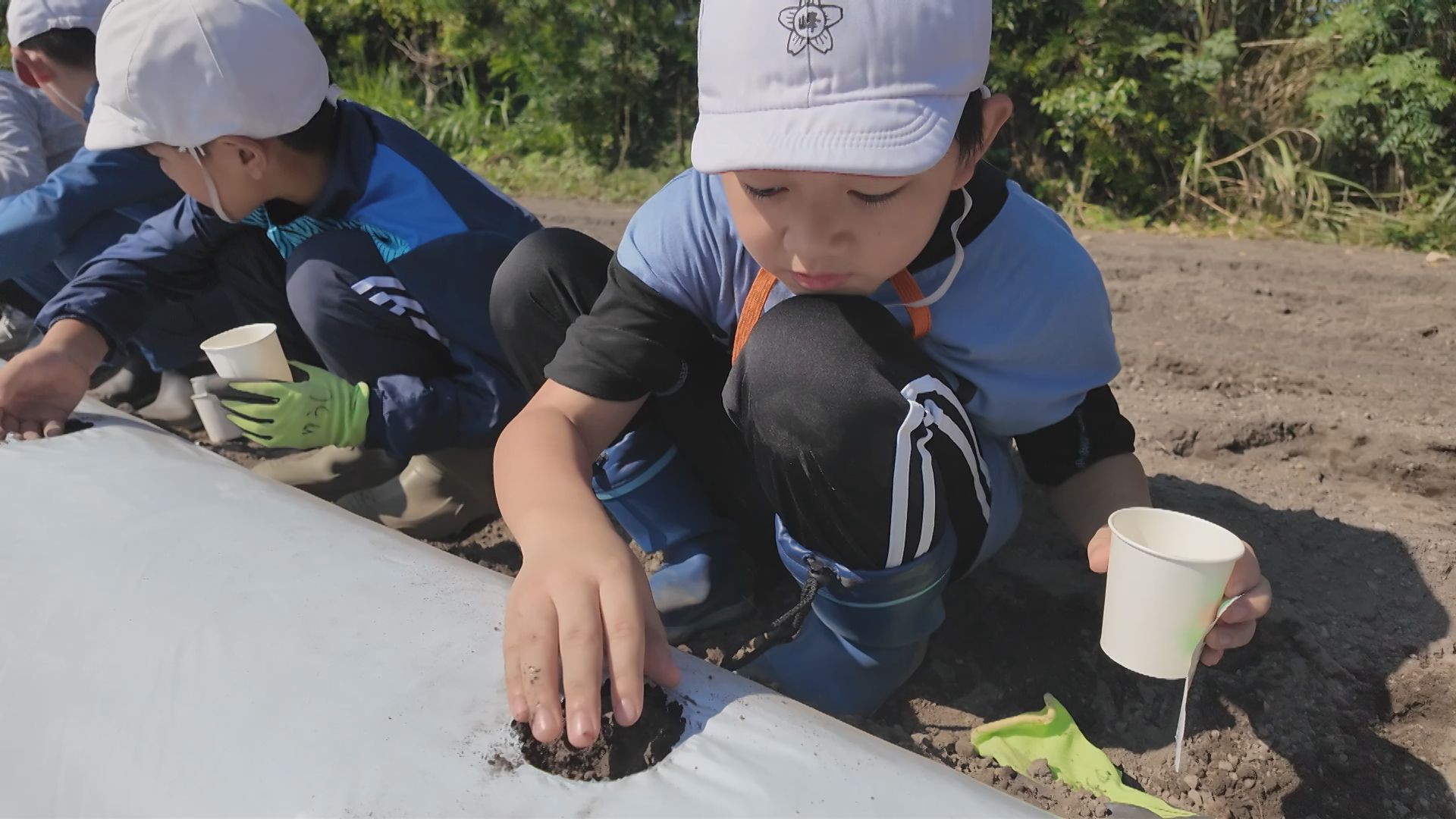 桜島大根プロジェクト」種まき どうすれば大きく育つ？子どもたちの
