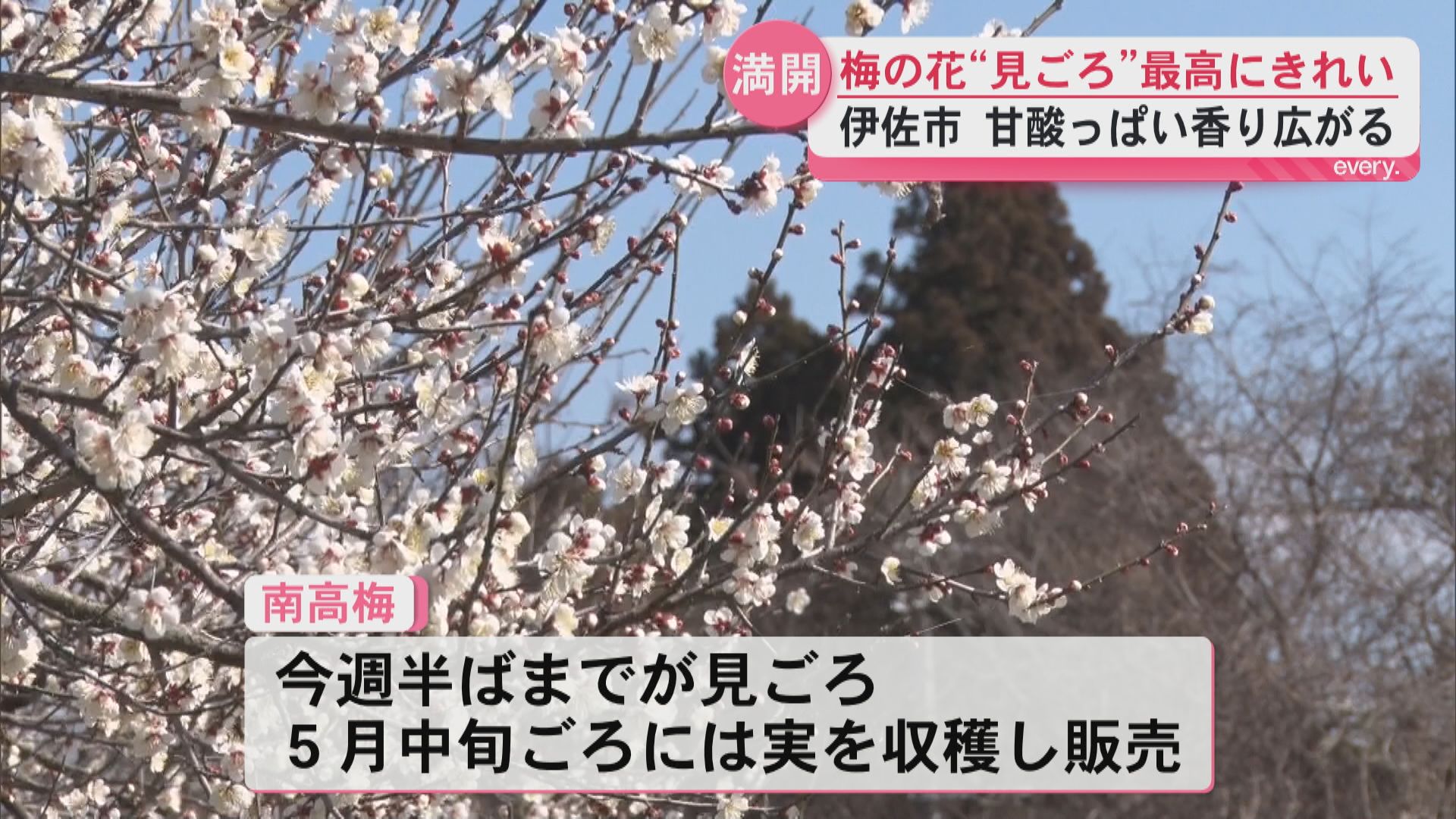 「最高にきれい」伊佐市で梅の花が見頃　400本の南高梅　甘酸っぱい香りが広がる