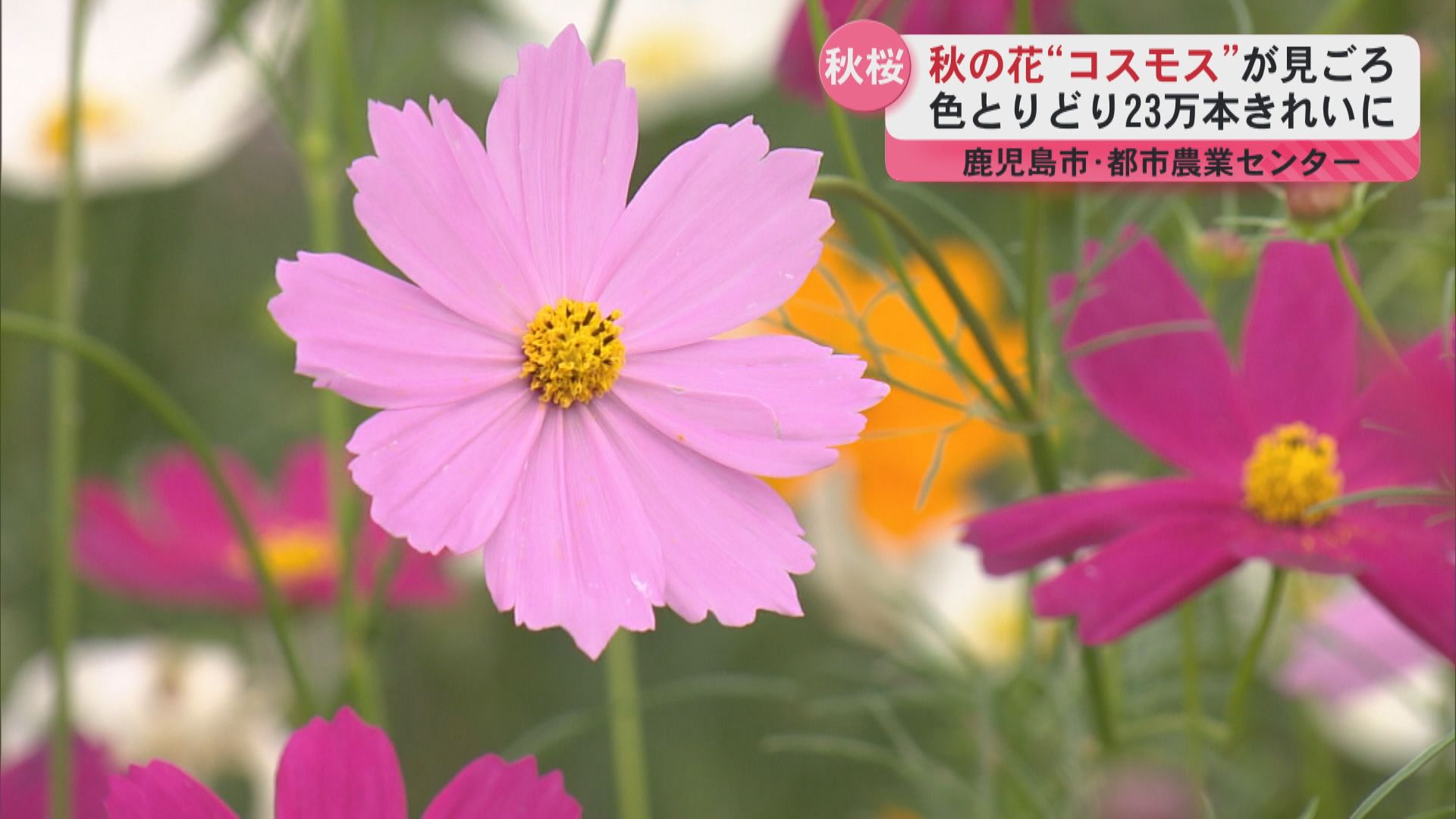 鹿児島市都市農業センター 約23万本のコスモスが見頃迎える 天候にも