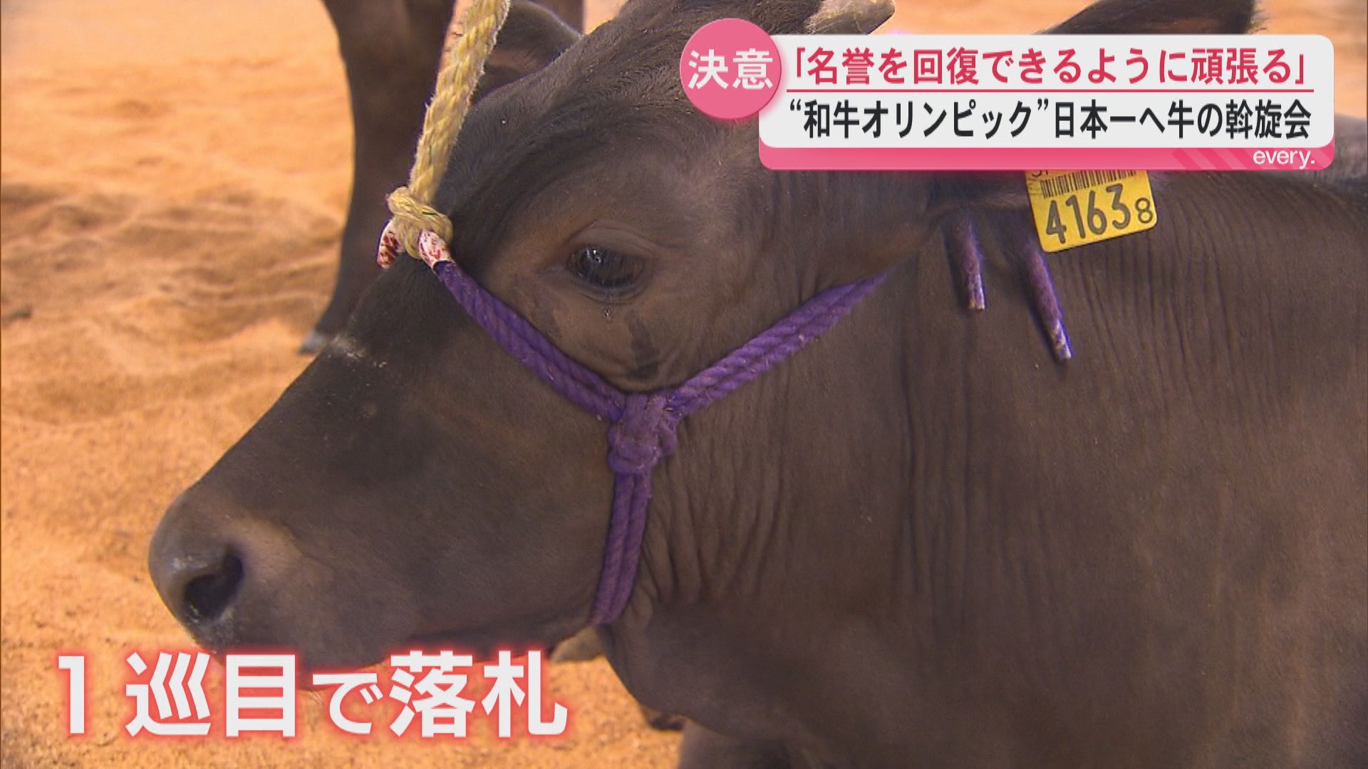 「和牛のオリンピック」再び日本一を目指し肉牛区の候補牛が肥育農家のもとへ　水迫畜産問題で揺れる業界「名誉回復できるように」関係者から決意の声