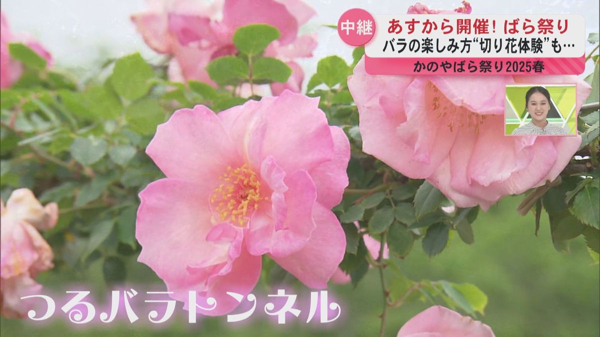 かのやばら祭り開催　春のバラの楽しみ方…切り花体験も