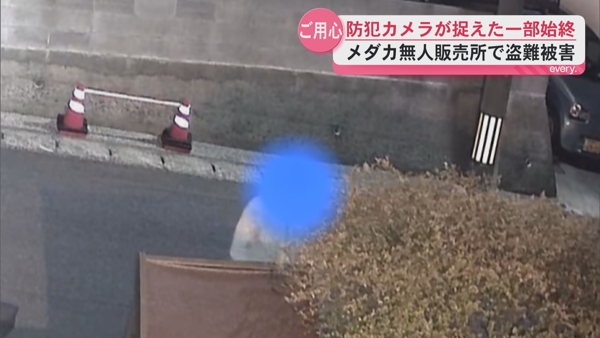 防犯カメラが捉えた犯行――メダカ無人販売所から手塩にかけたメダカが盗まれる