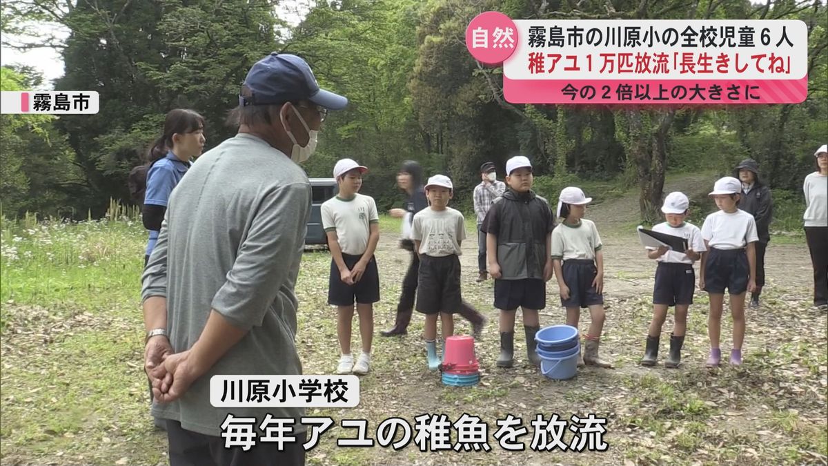 霧島市川原小　全児童　アユの稚魚放流　「長生きしてね」　1万匹が川へ