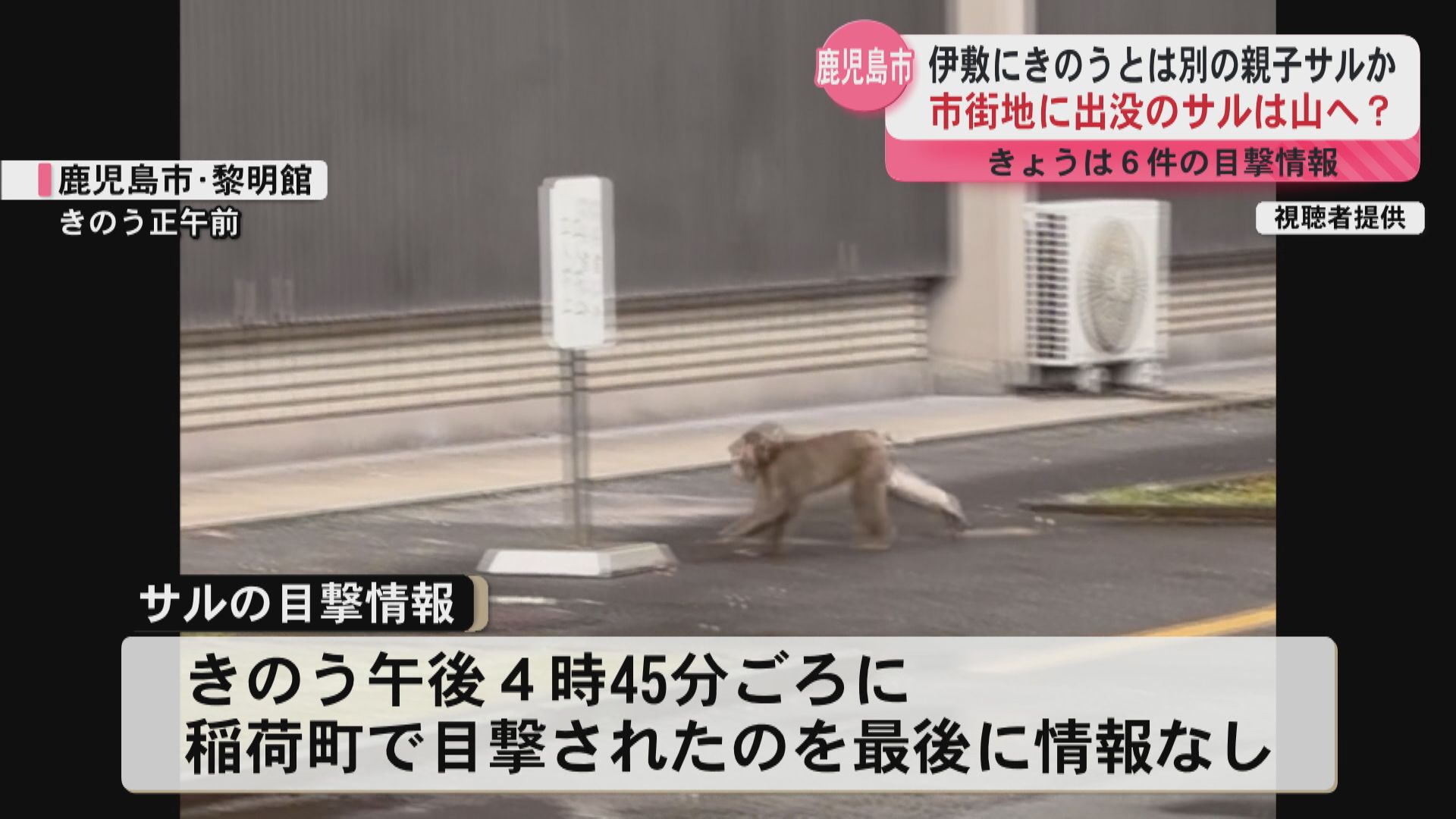 鹿児島市街地に出没のサルは「山に帰った可能性が高い」　一方で伊敷に別の親子サルが出没か