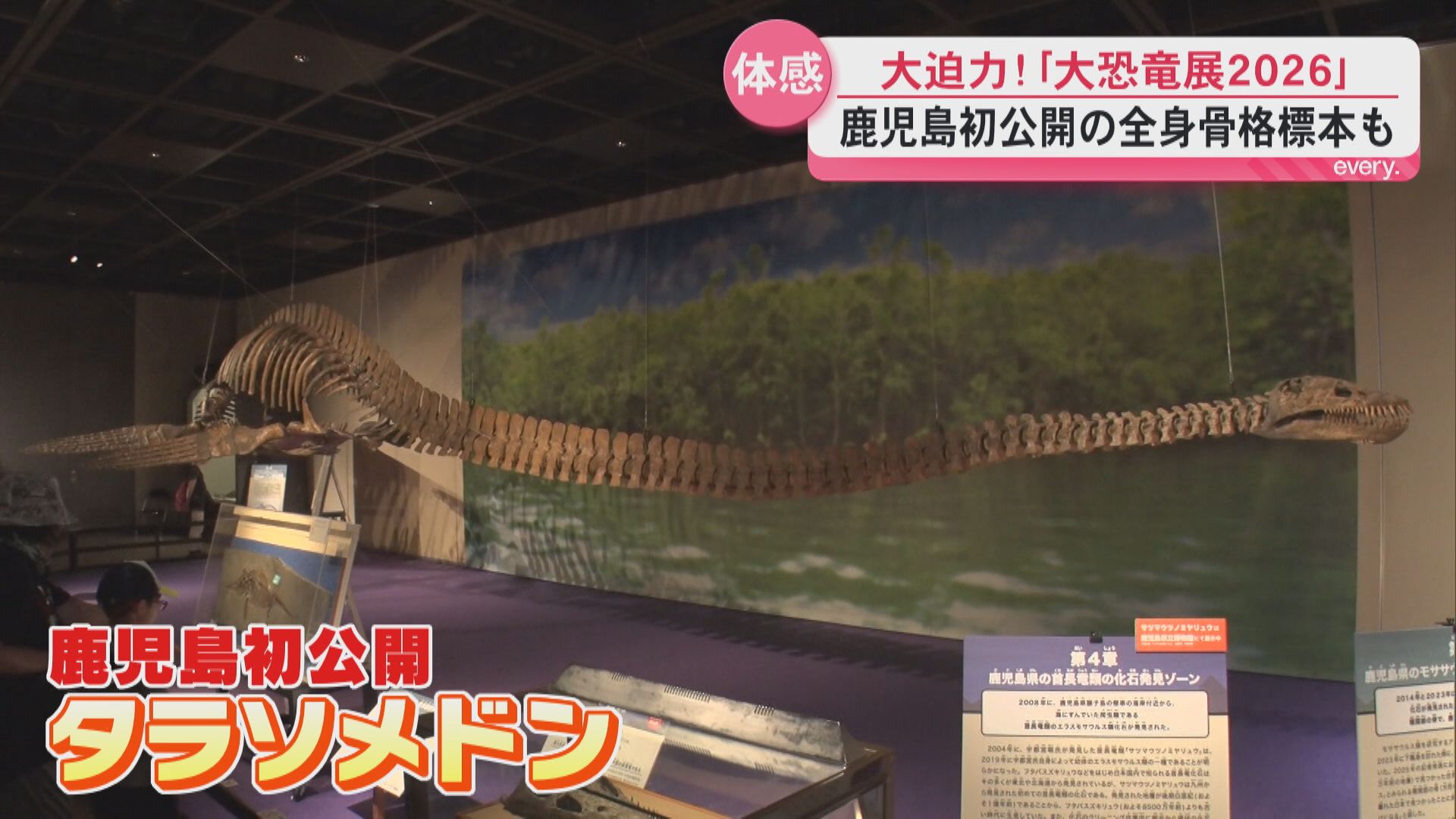 【鹿児島初公開】全長11メートル超の首長竜タラソメドンに大興奮　大恐竜展2026　鹿児島市黎明館