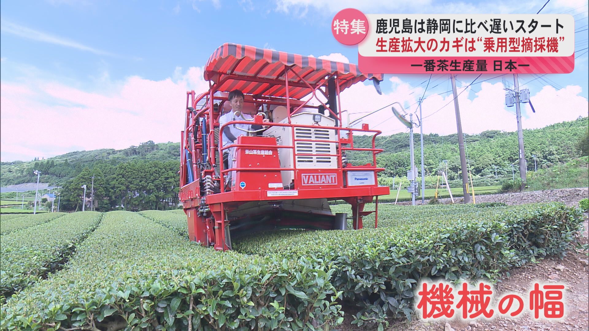 かごしま茶が初の日本一！“メイドイン鹿児島”の摘採機が導いた快進撃