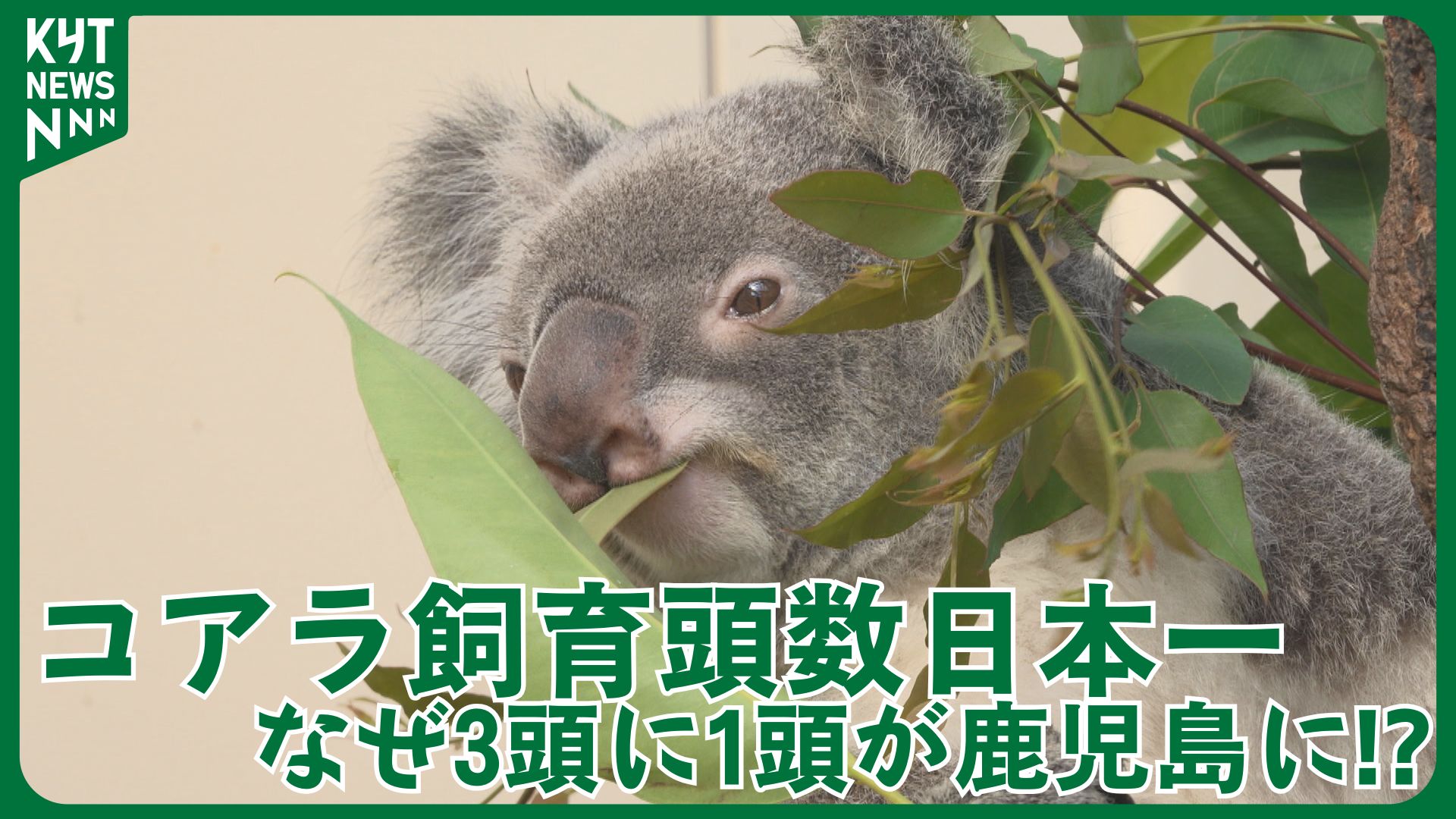 「ユーカリを制する者はコアラ飼育を制す！」日本のコアラ3頭に1頭が鹿児島にいるのはなぜ！？
