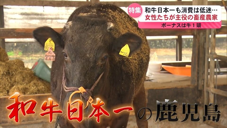 【和牛日本一！鹿児島】女性の力で畜産を盛り上げる！