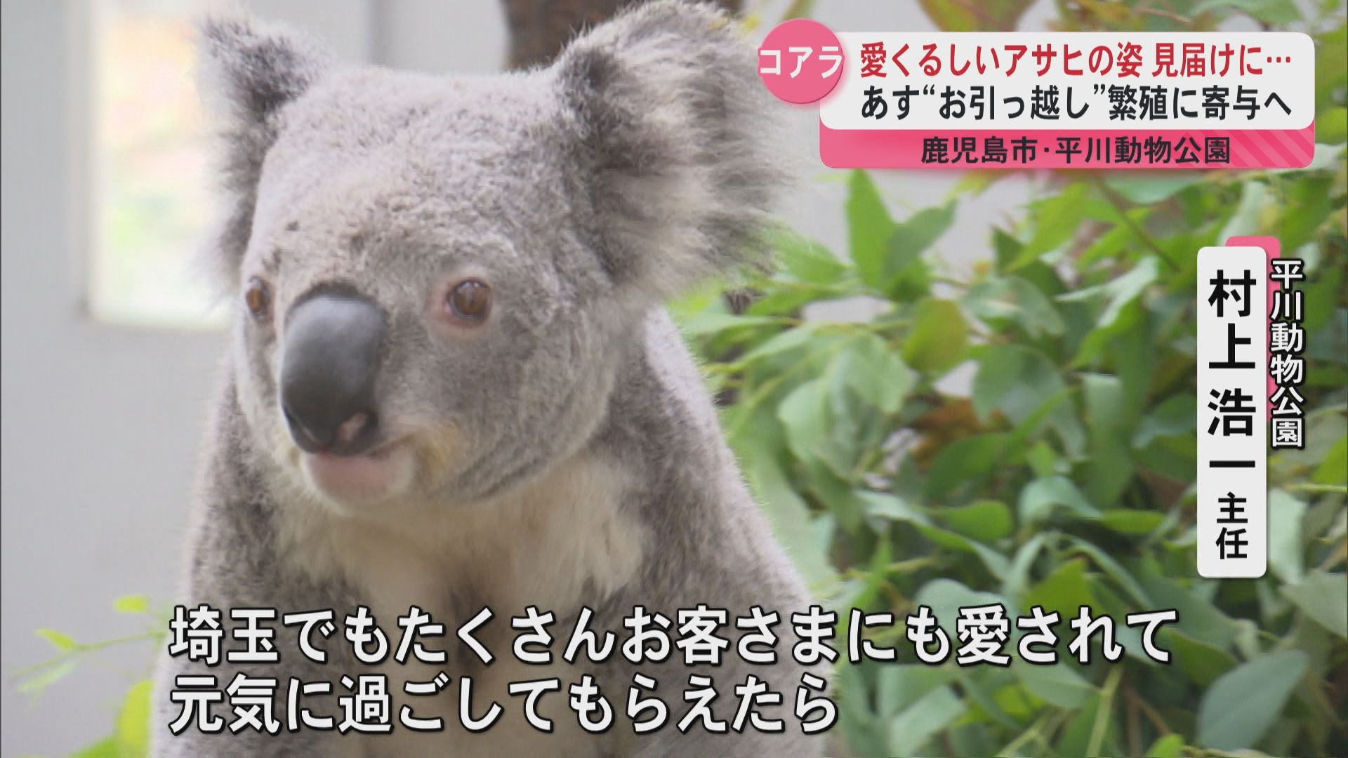 愛くるしいコアラのアサヒを見届けに… 23日“お引っ越し”繁殖に寄与へ