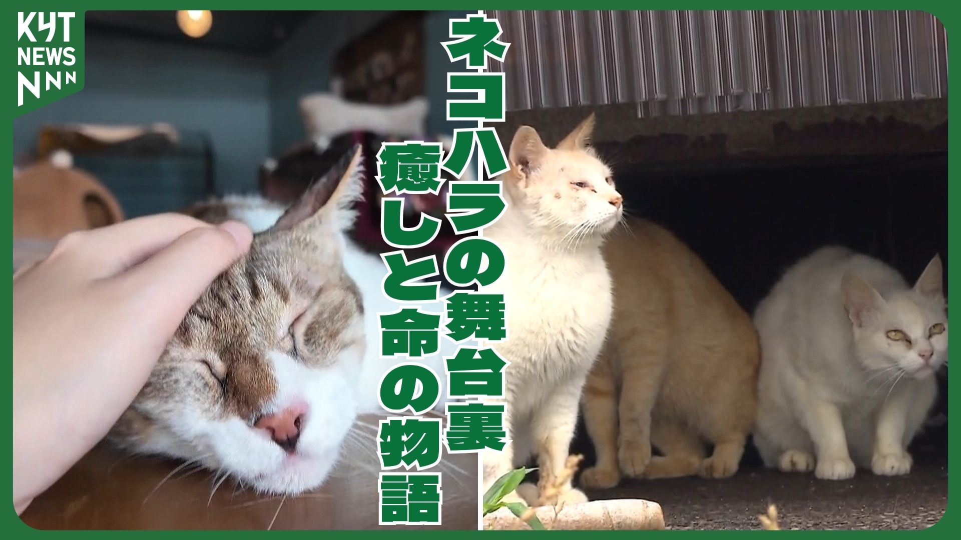 ネコハラの裏にある現実 保護・譲渡・TNR…命をつなぐ現場