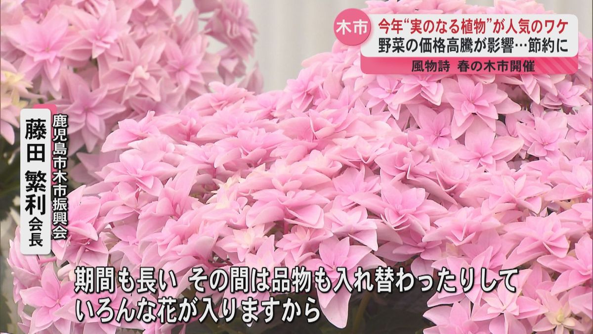 野菜の高騰影響…風物詩の春の木市はじまる　ブルーベリー、トマト、ナス…「実のなる植物」が人気