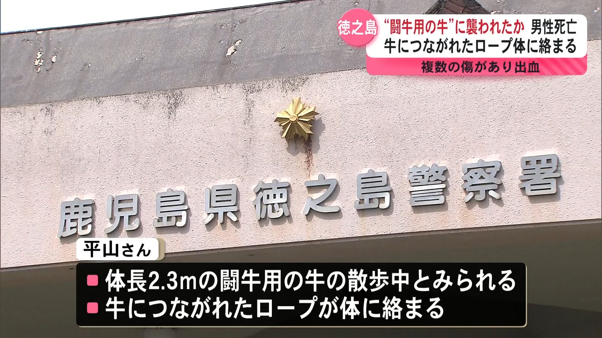 複数の傷があり出血 “闘牛用の牛”に襲われたか 男性(58)死亡 　徳之島伊仙町 