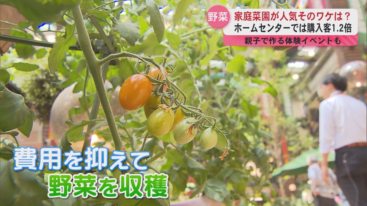 家庭菜園用の野菜の苗が人気！ホームセンターで売れ行き好調　親子で作る夏野菜コツ伝授のイベントも