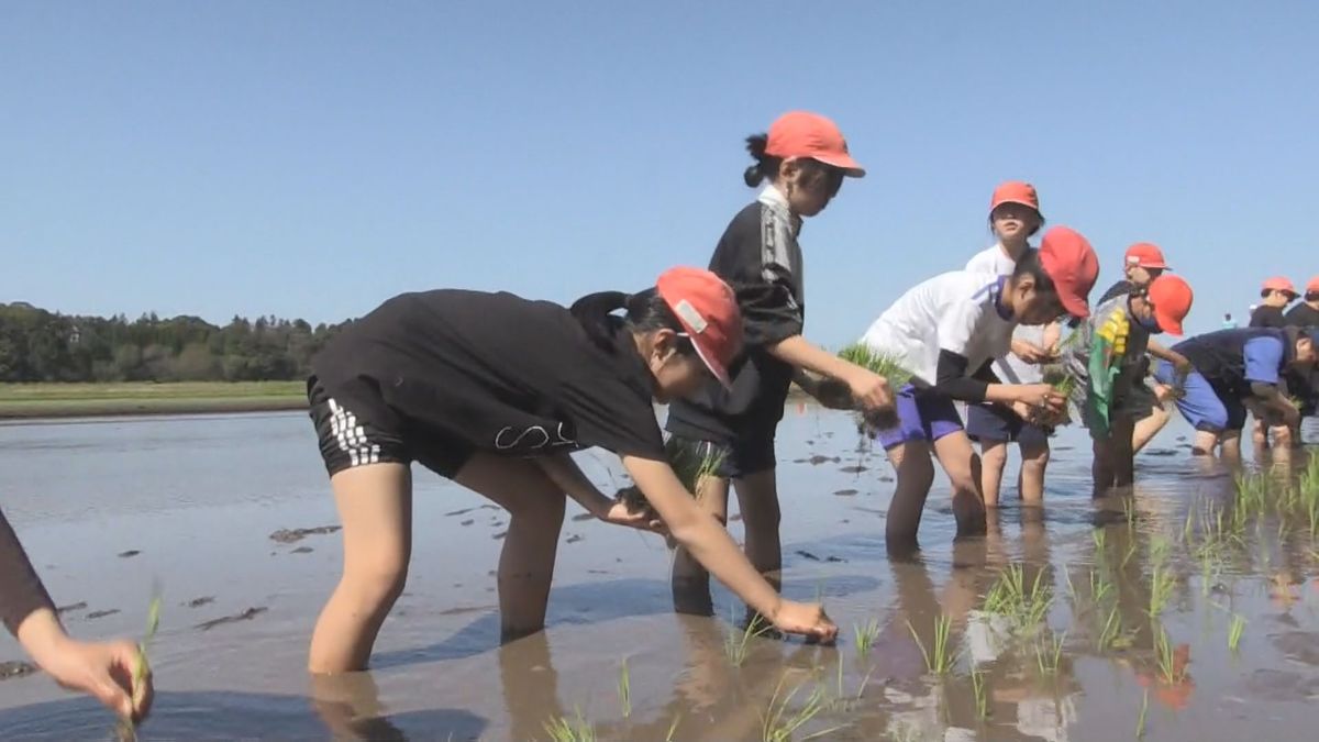 金峰学園　金峰コシヒカリ田植え体験