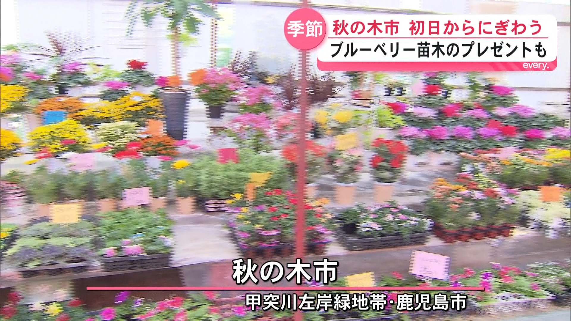 野菜の値上がり追い風？ブロッコリー苗が人気　秋の花や果樹がずらり　秋の木市に多くの人出
