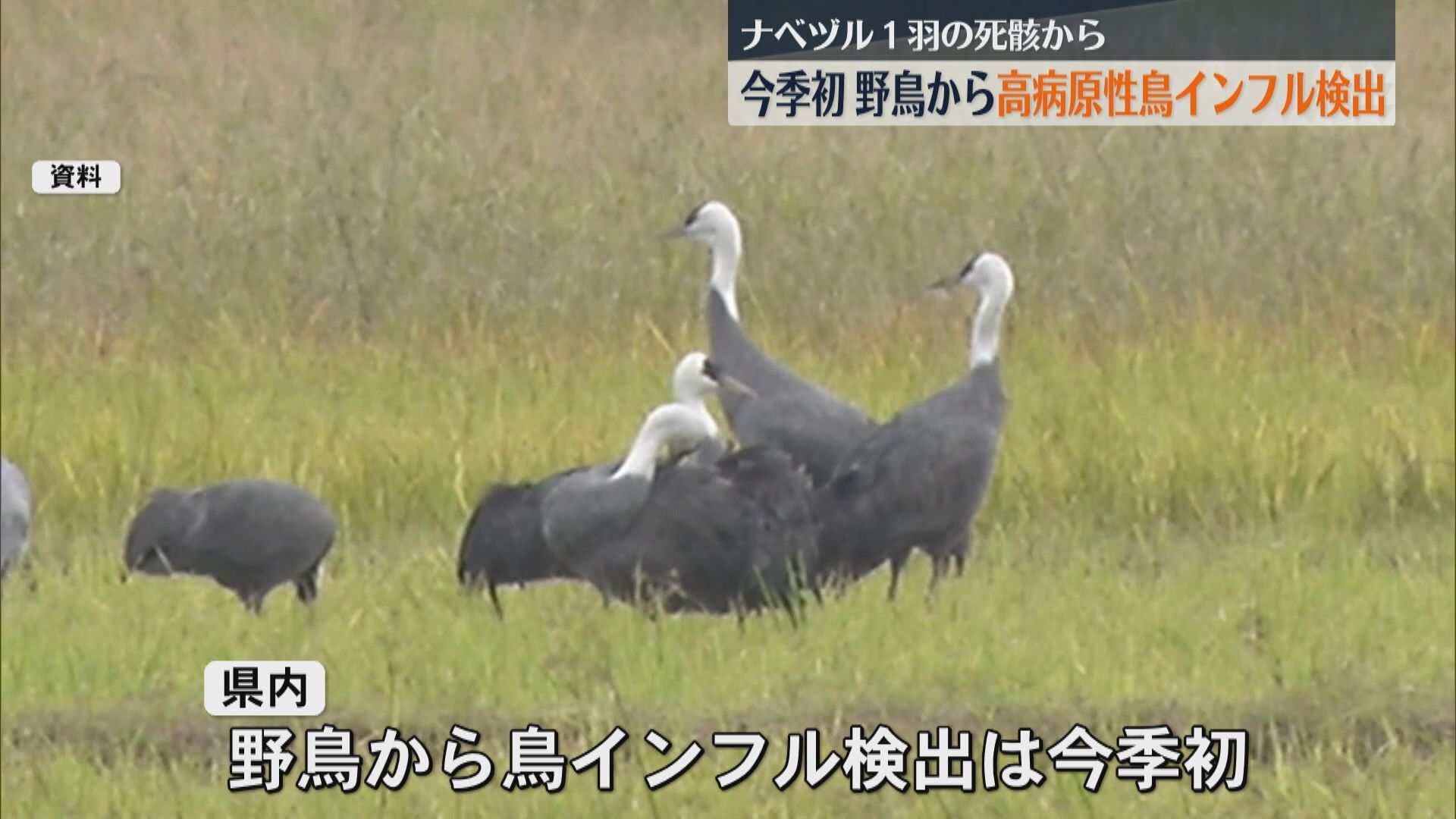 県内で今季初　野鳥から高病原性鳥インフル検出　出水市で回収のナベヅル１羽の死骸から