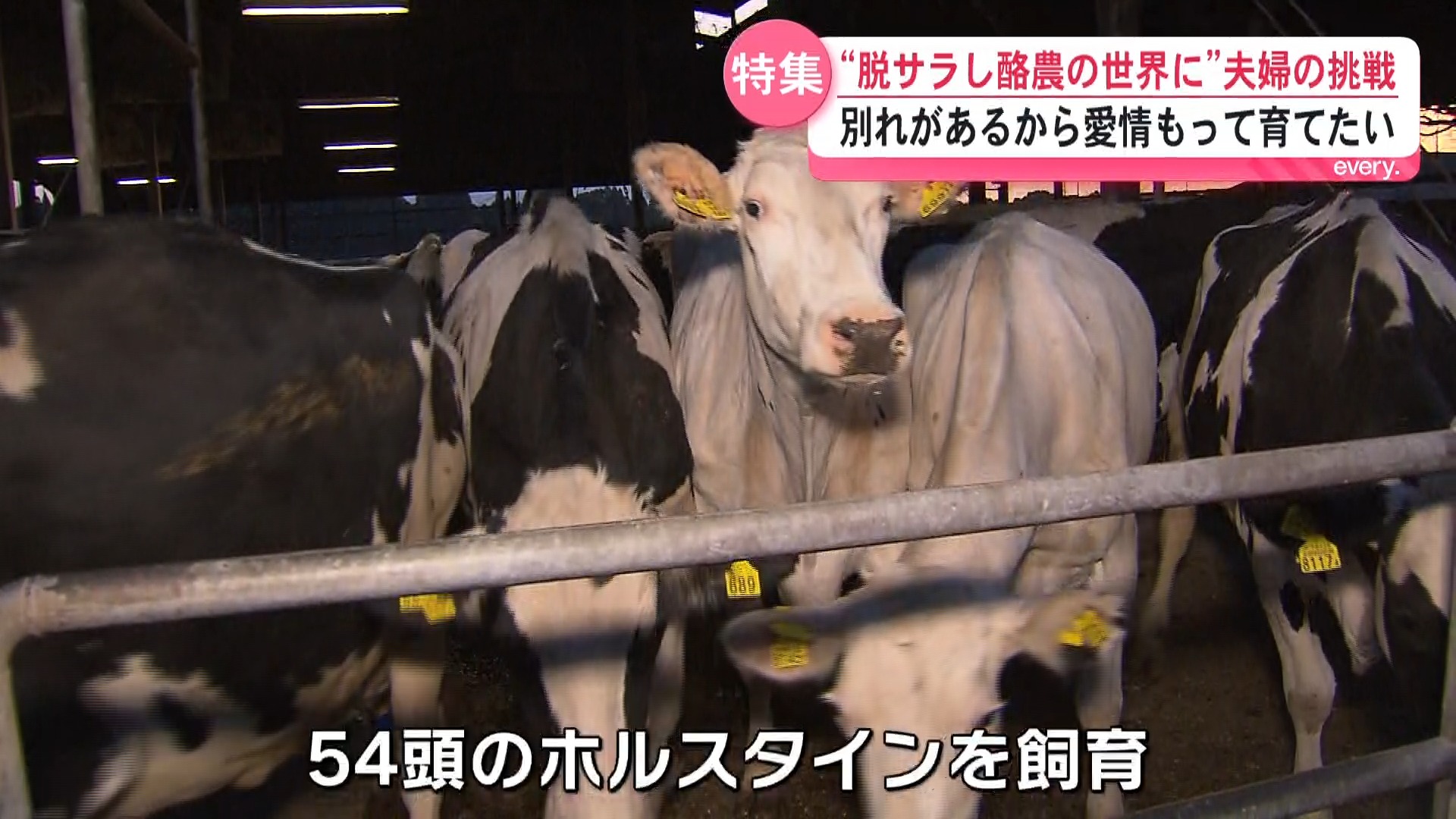 「若者が挑戦できる姿を示したい―」20代夫婦が未経験から酪農の世界へ　命の現場で奮闘