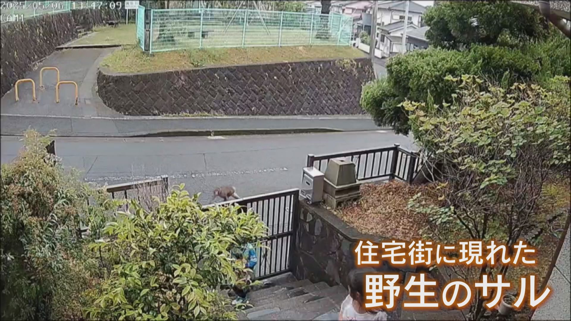 鹿児島市の住宅街にサル出没 小学生に襲い掛かる