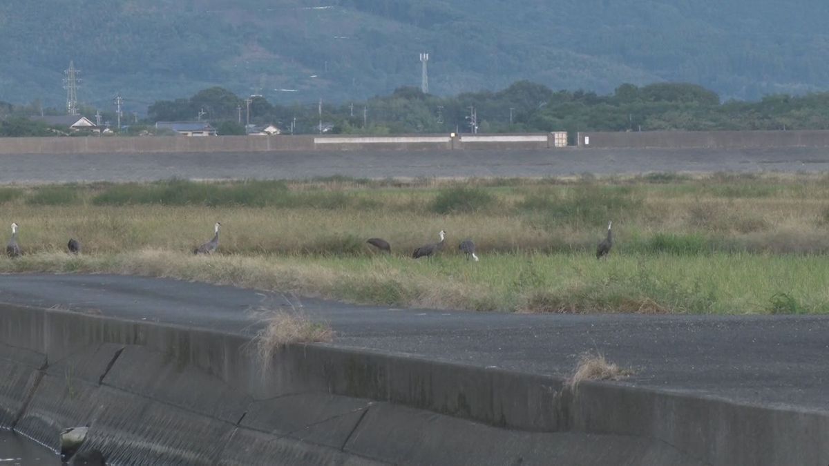 鳥インフルエンザ簡易検査で“陽性”　ナベヅル３羽の死骸から検出　野鳥からの確認は今季初