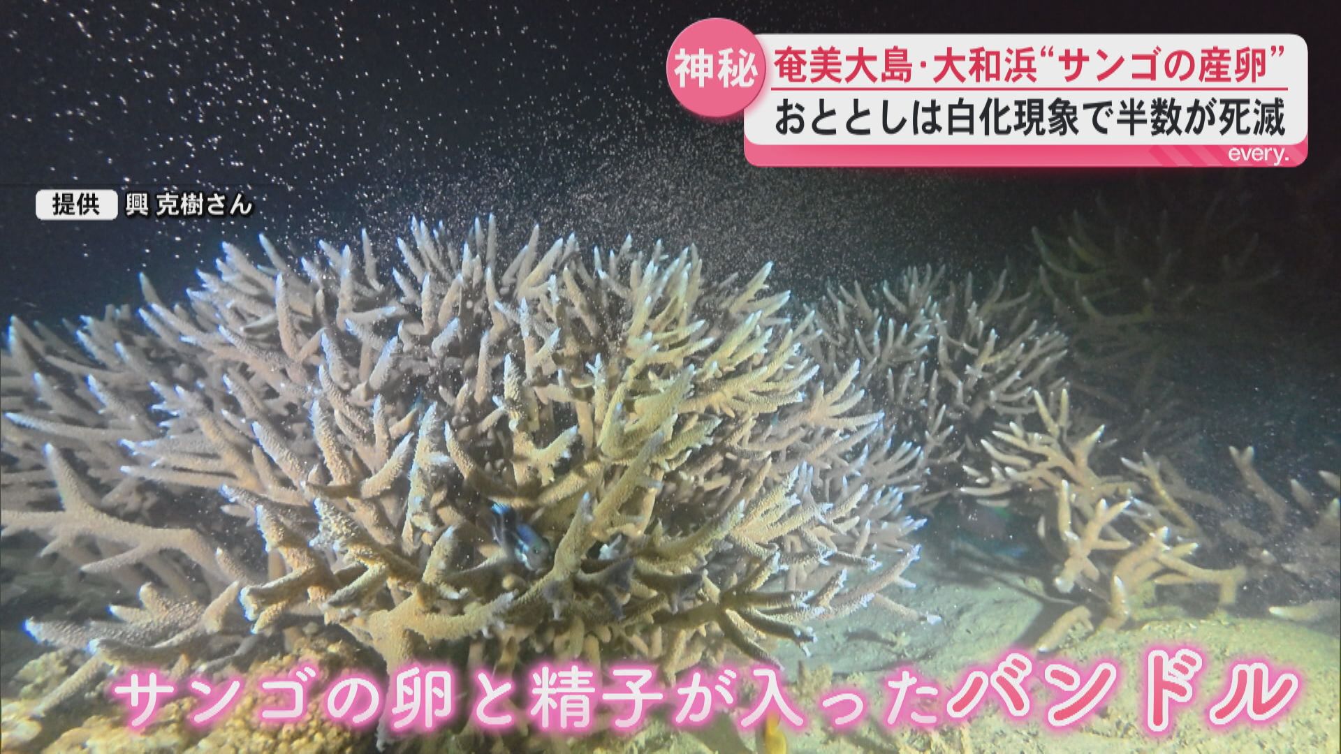 【神秘の光景】サンゴの産卵「サンゴの逞しさや力強さ感じる」――白化乗り越え命つなぐ