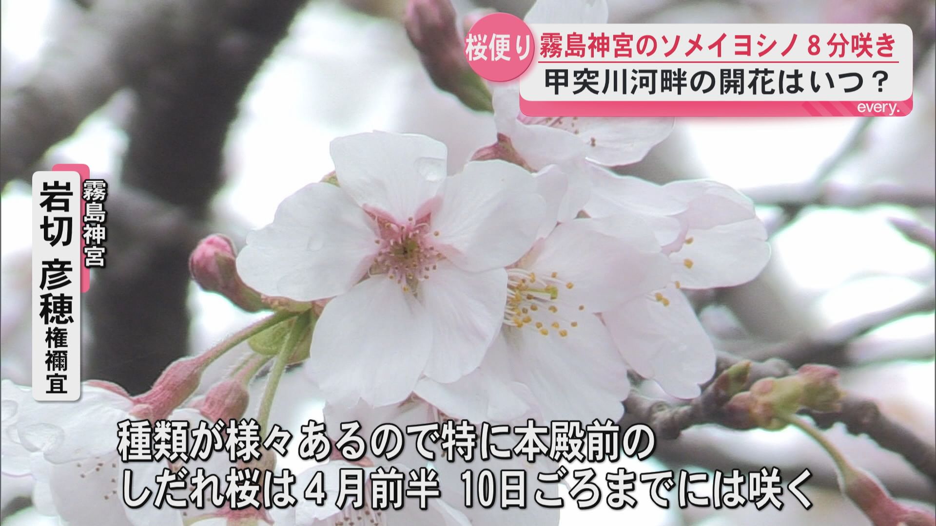 開花発表まだですが…霧島市には見頃迎えたソメイヨシノも　鹿児島市甲突川河畔の開花はいつ？