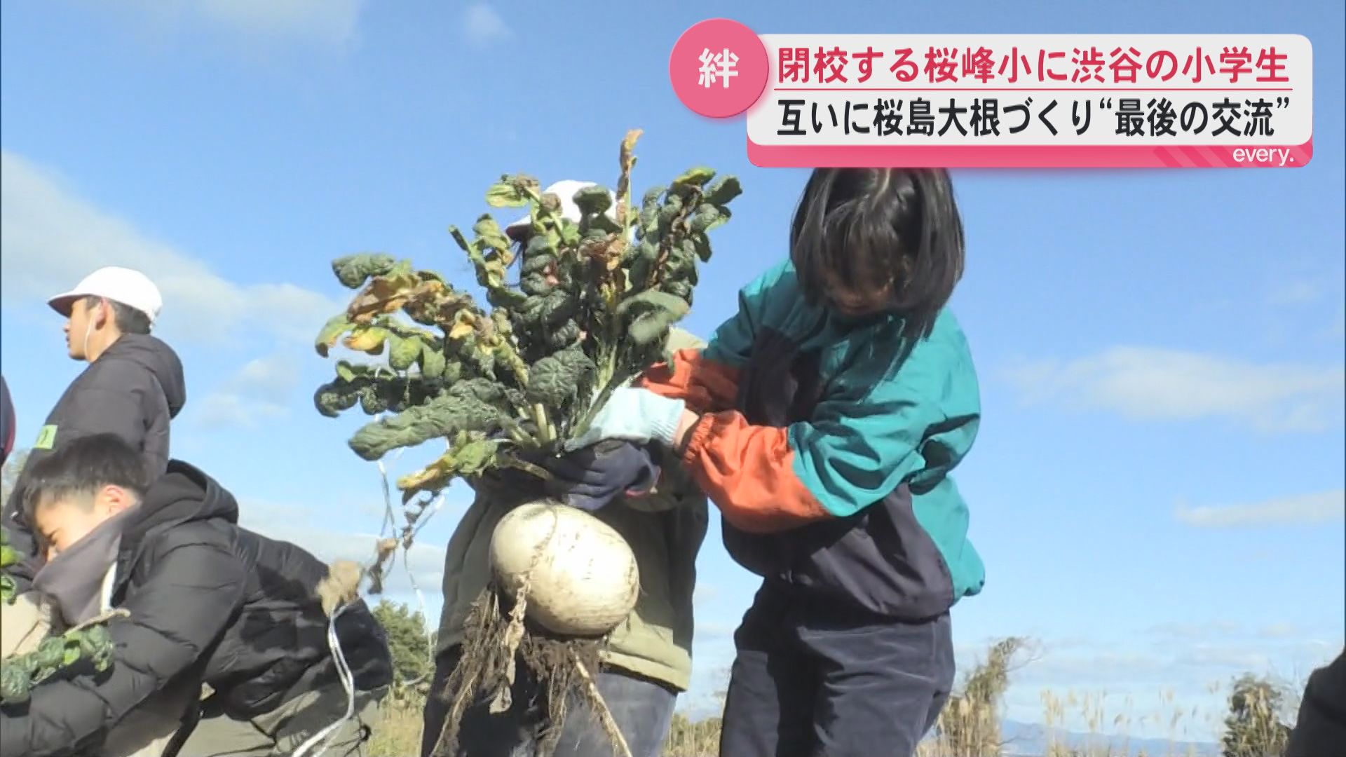 「一緒に抜いて楽しかった」桜島大根が結んだ友情　閉校する桜峰小と渋谷の小学生が交流