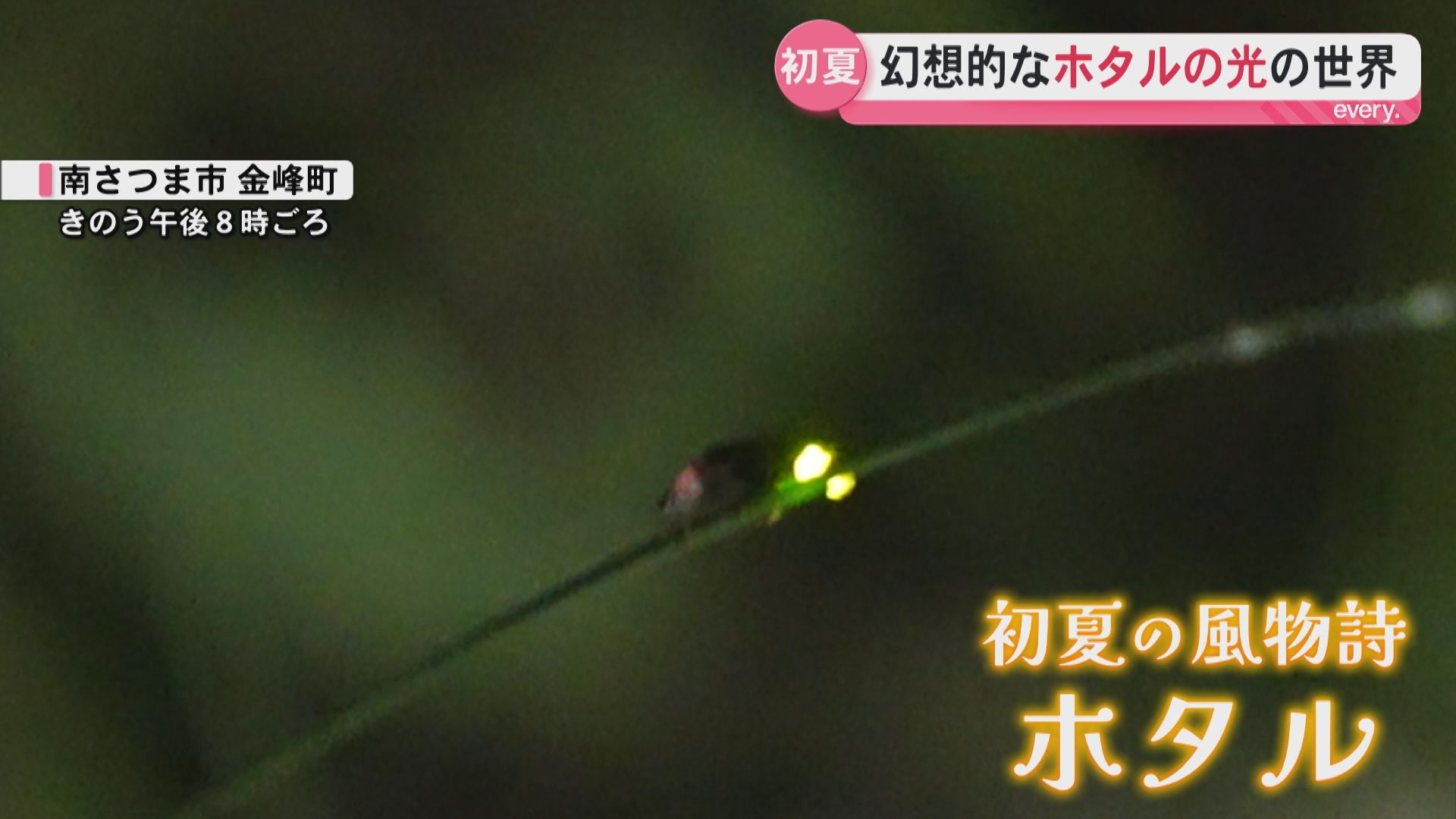 「星みたいに綺麗」南さつま市でホタルが見ごろ　儚い光の美しさに浸る