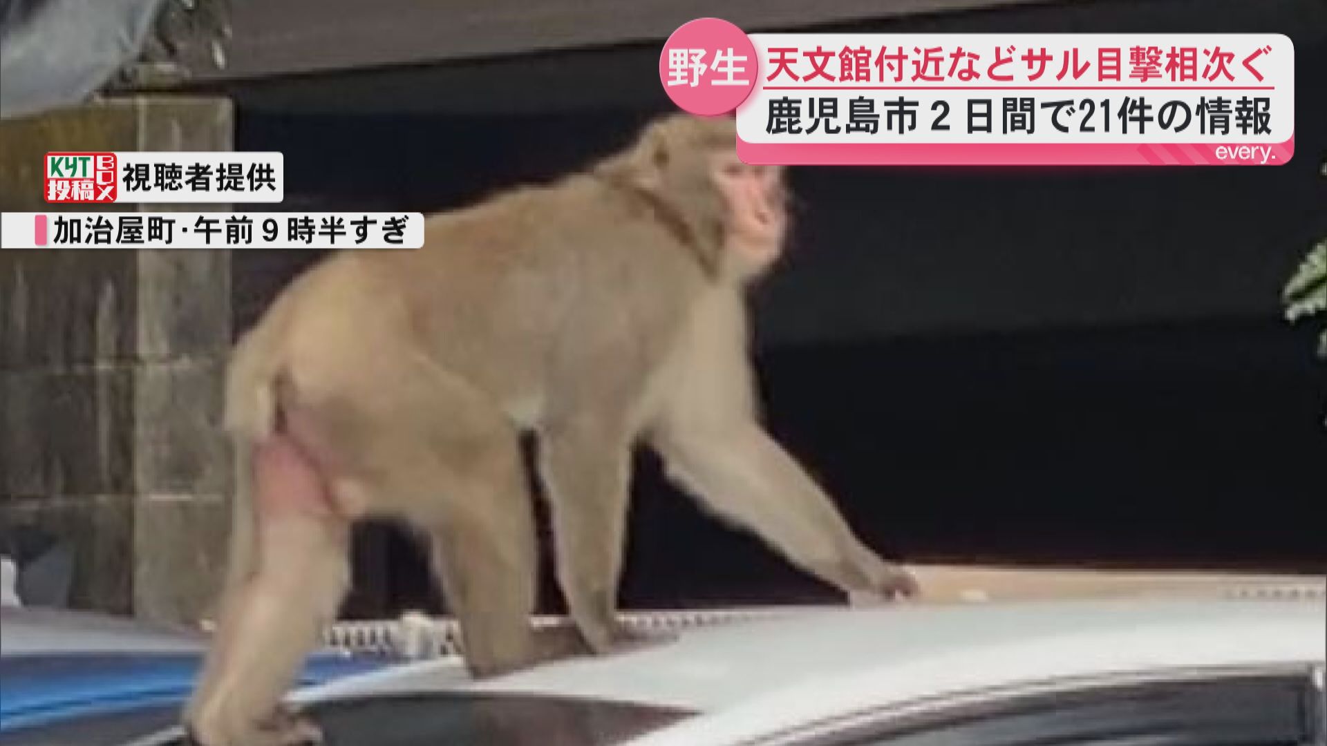 鹿児島市でサルの目撃情報相次ぐ　谷山方面や桜ヶ丘、天文館にも　被害の情報なし