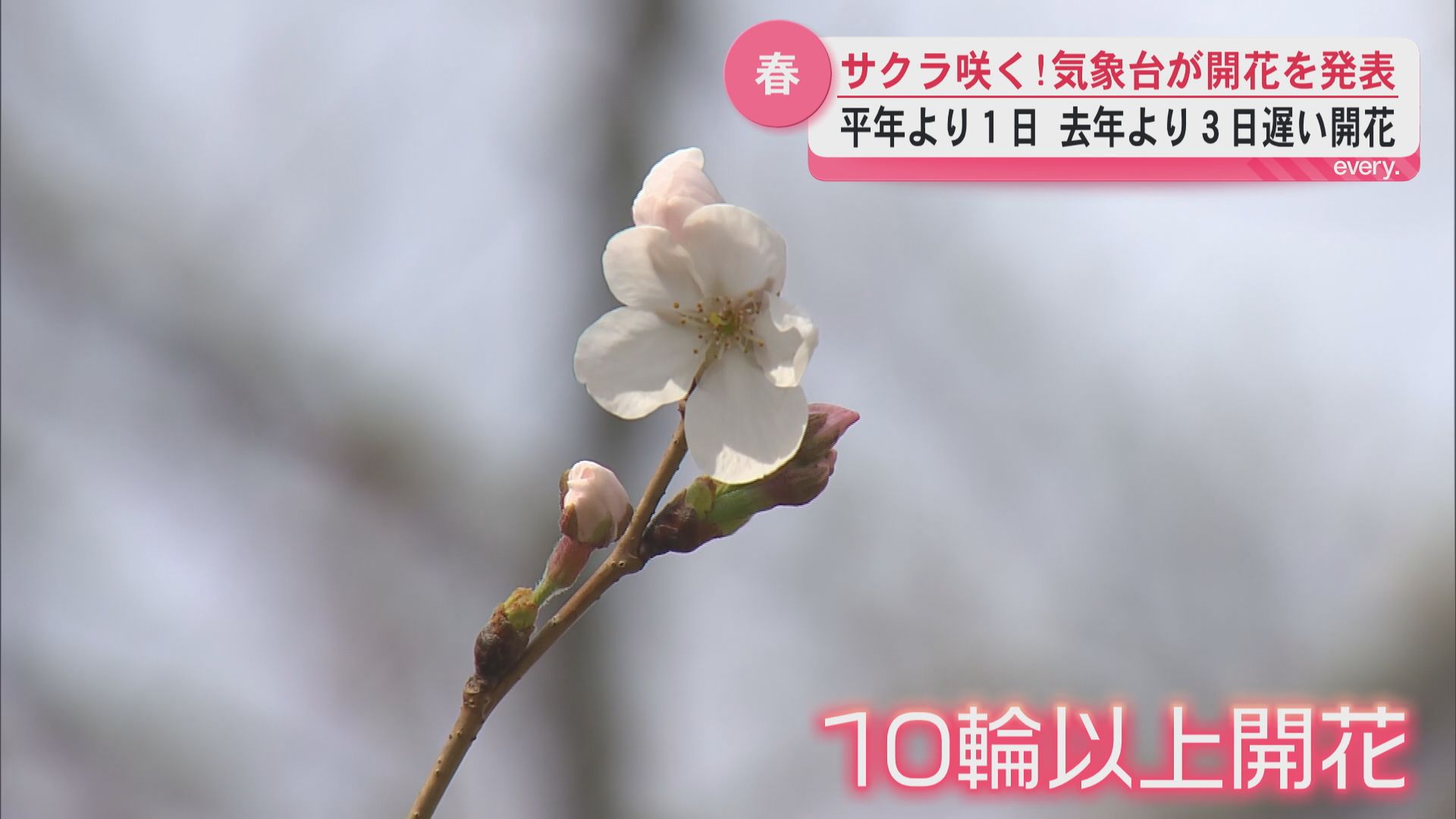鹿児島地方気象台がサクラの開花を発表　平年より１日遅く