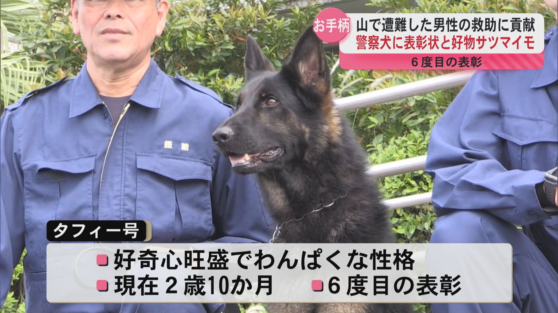 わんぱくな2歳 警察犬タフィー号 6度目の表彰（2025年5月28日掲載