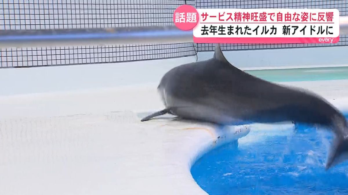 2ページ目 「マジで言うこと聞かんイルカいて神だった！」自由すぎる