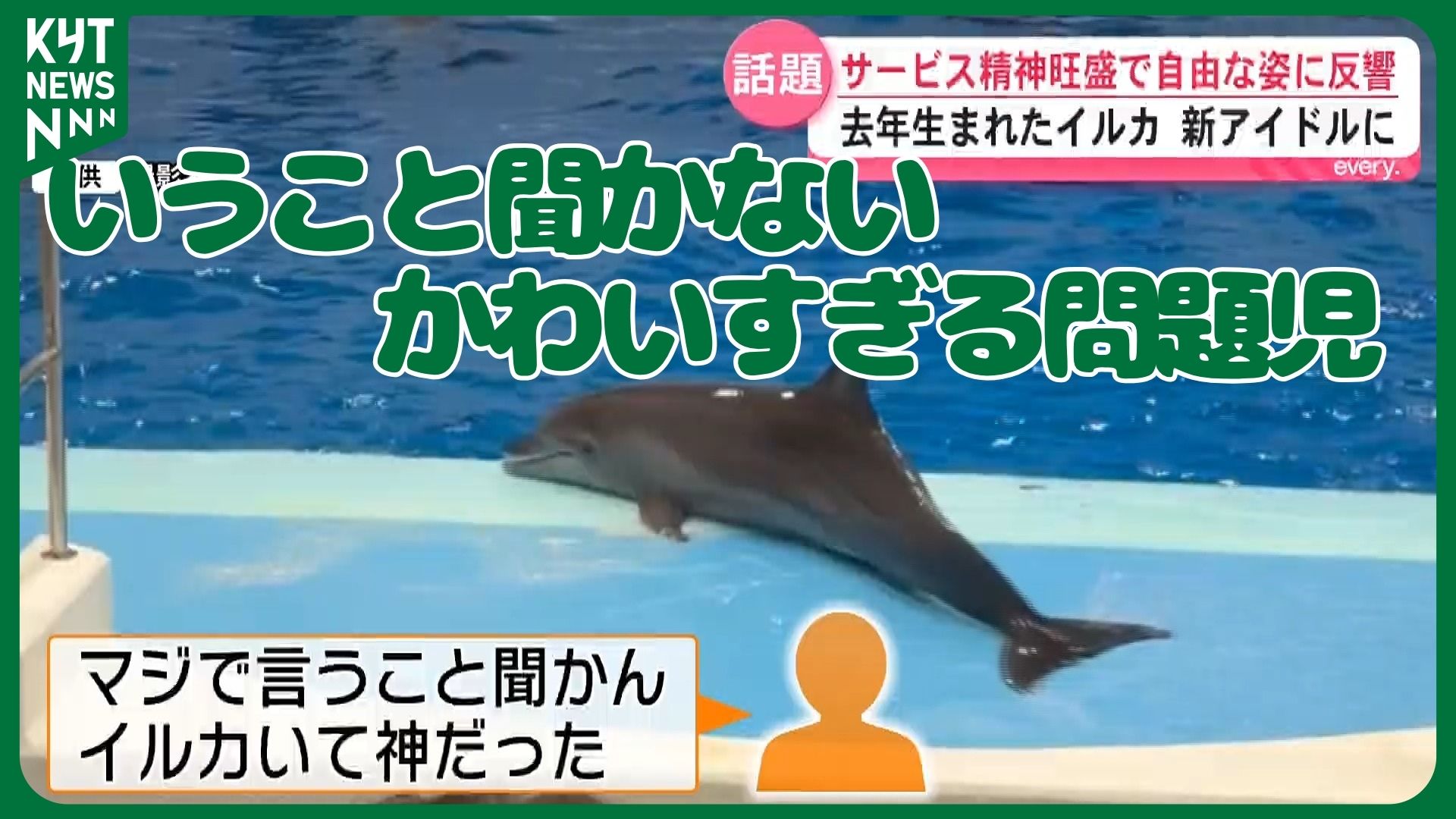 「マジで言うこと聞かんイルカいて神だった！」自由すぎるユキの遊びにファン急増　かごしま水族館