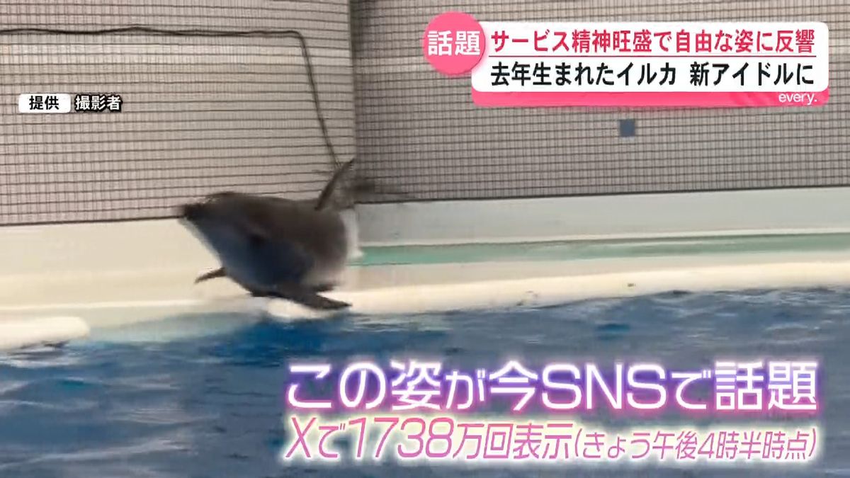 マジで言うこと聞かんイルカいて神だった！」自由すぎるユキの遊びに