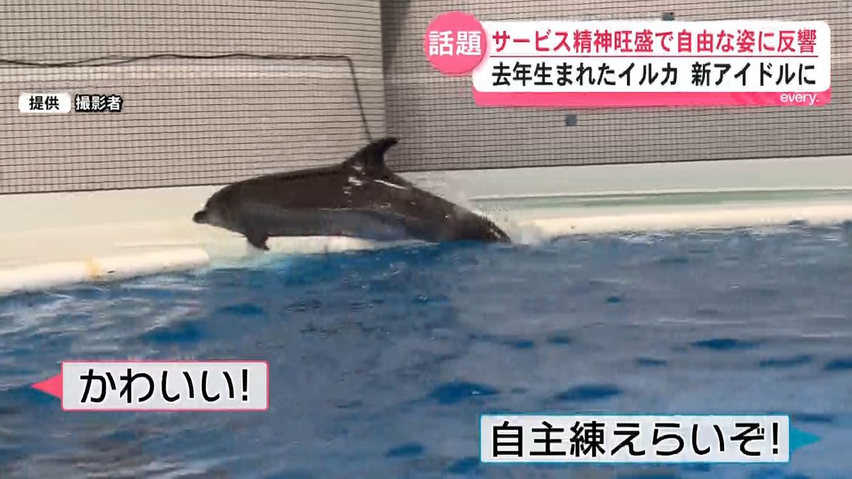 マジで言うこと聞かんイルカいて神だった！」自由すぎるユキの遊びに