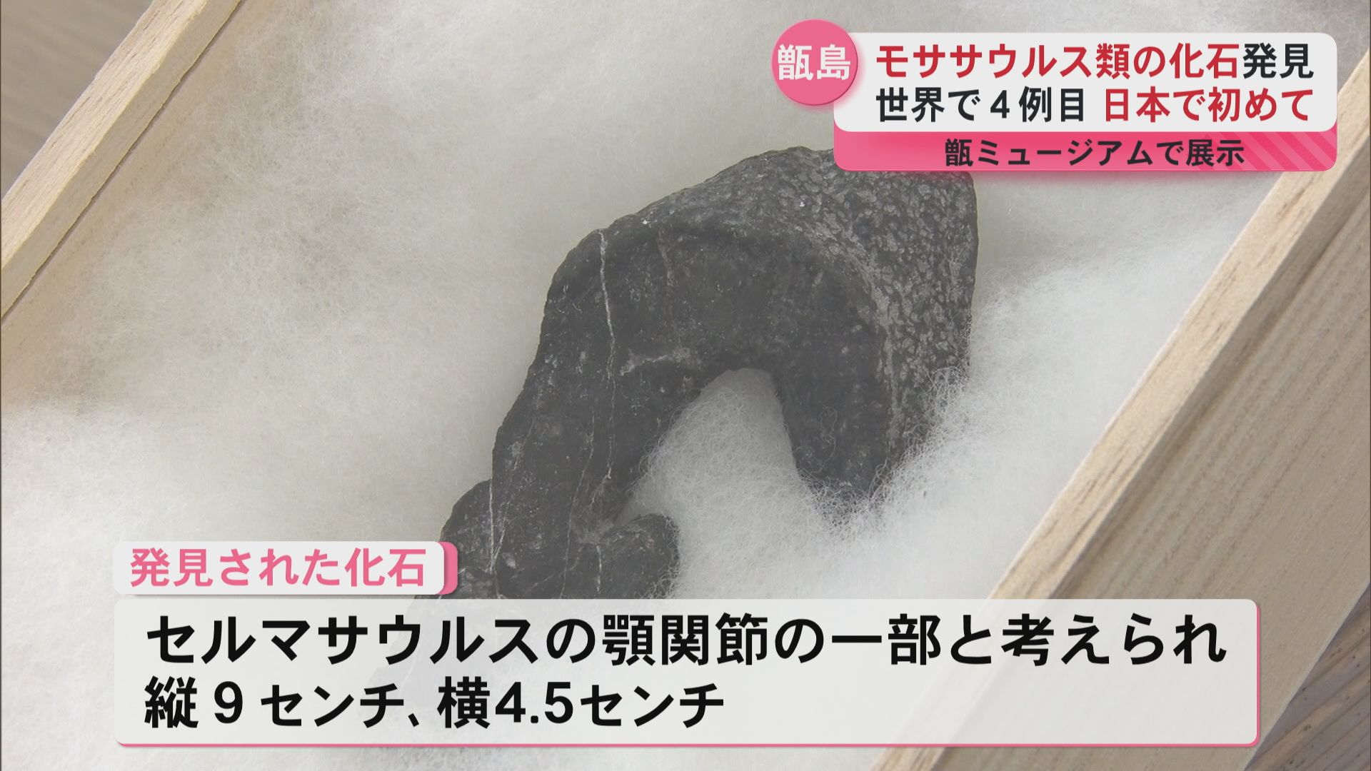 爬虫類の化石が甑島列島で発見 世界で4例目、日本では初めて