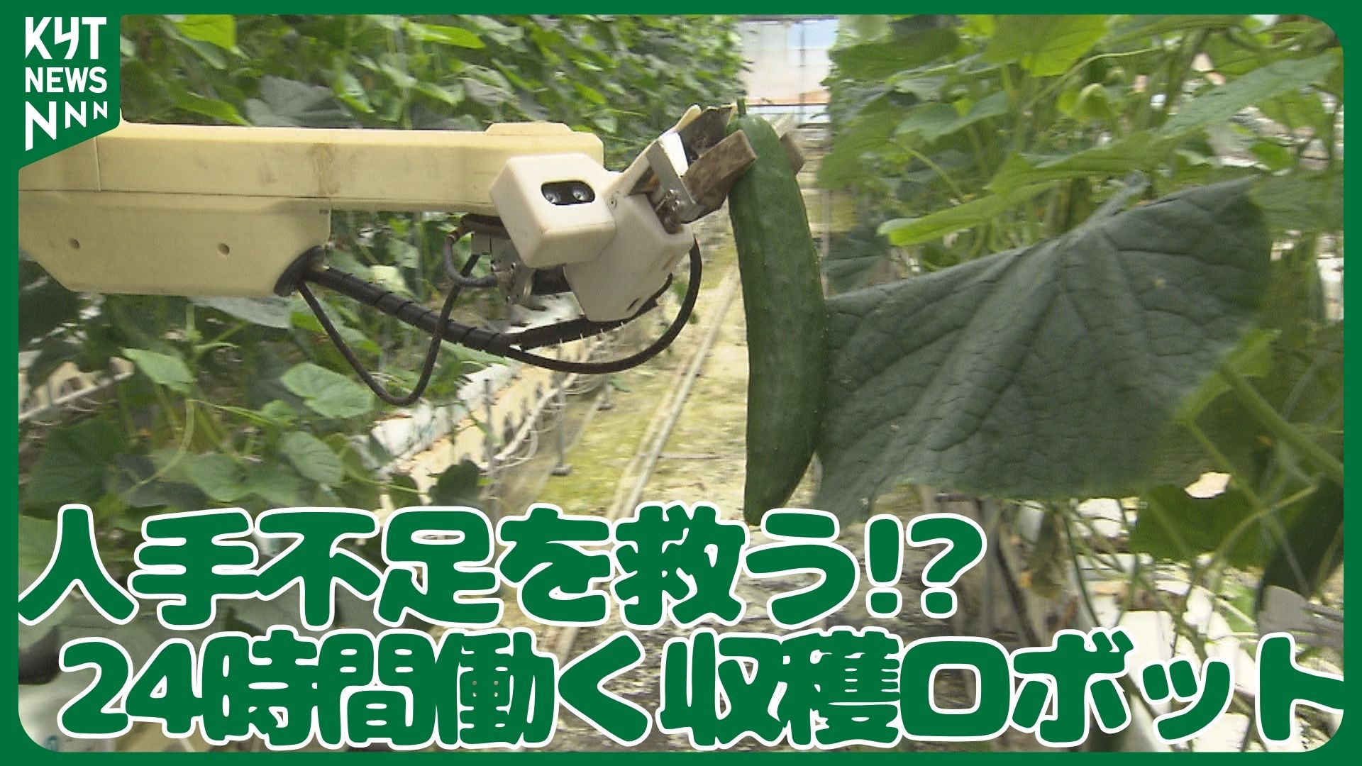 農家の半数が70代以上…人手不足に挑むAI収穫ロボット　昼夜働く“新たな担い手”
