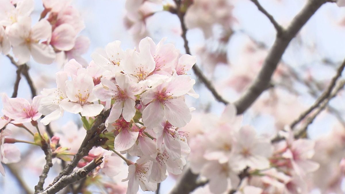  各地で桜が見ごろ“駆け込み花見” ｢花びら散らないうちに見ておこうと｣　“桜の海”やライトアップも