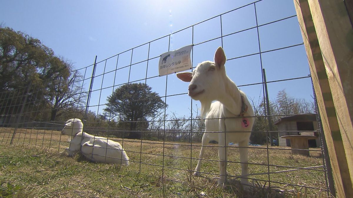 ふれあい牧場｢ヤギーズランド｣“ヤギに専念”お父さんに転機