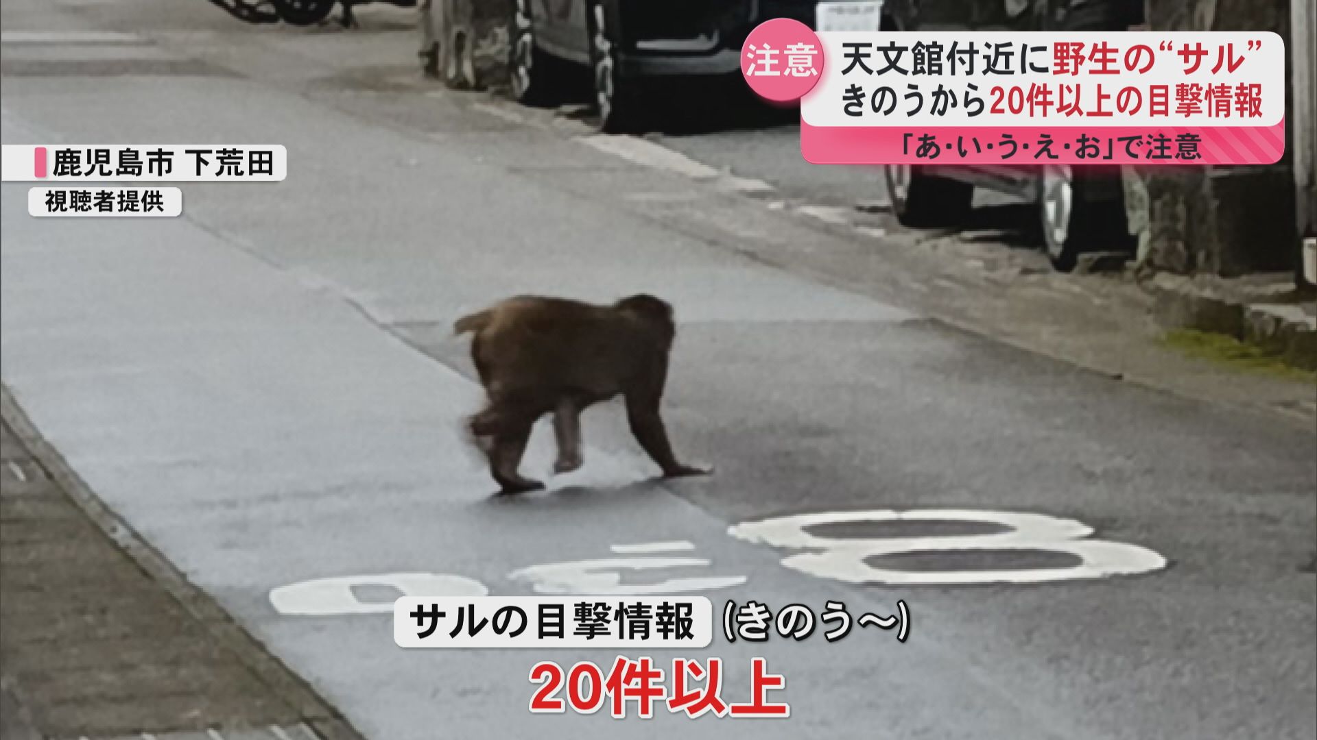 サル出没！】 鹿児島市で20件以上の目撃情報 天文館付近でも 身の安全