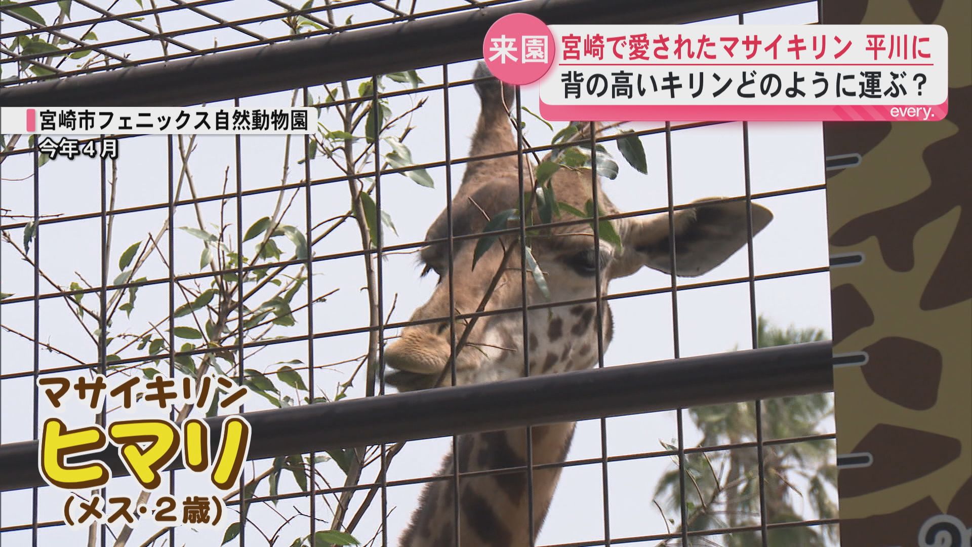 【種の保存の旅】絶滅危惧マサイキリン「ヒマリ」宮崎→鹿児島へ　巨大な体どう運ぶ？
