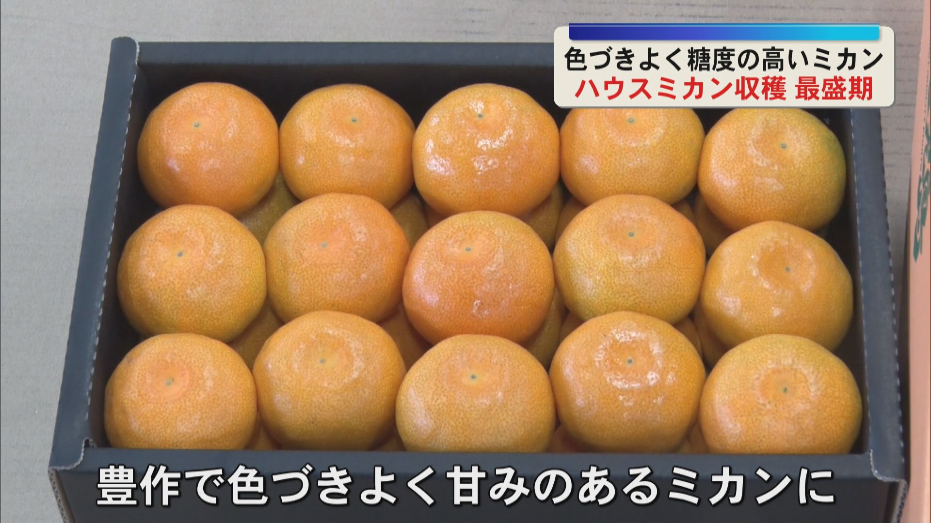 色づきよく糖度の高いミカン　「ハウスミカン」収穫最盛期　